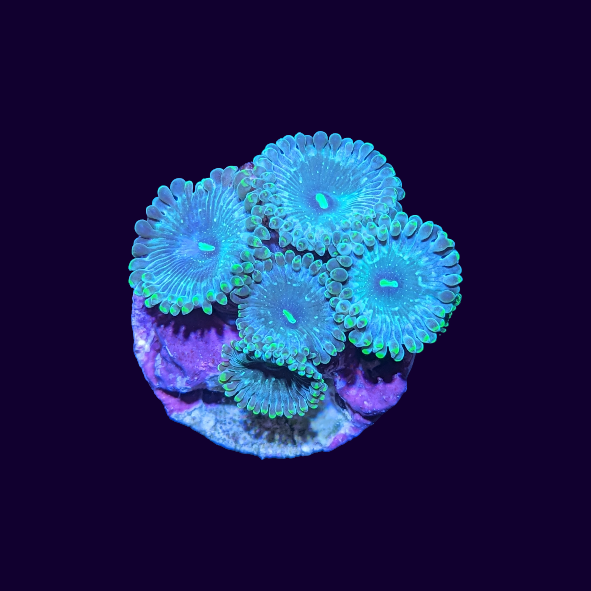 Hawaiian People Eater Zoa Frag