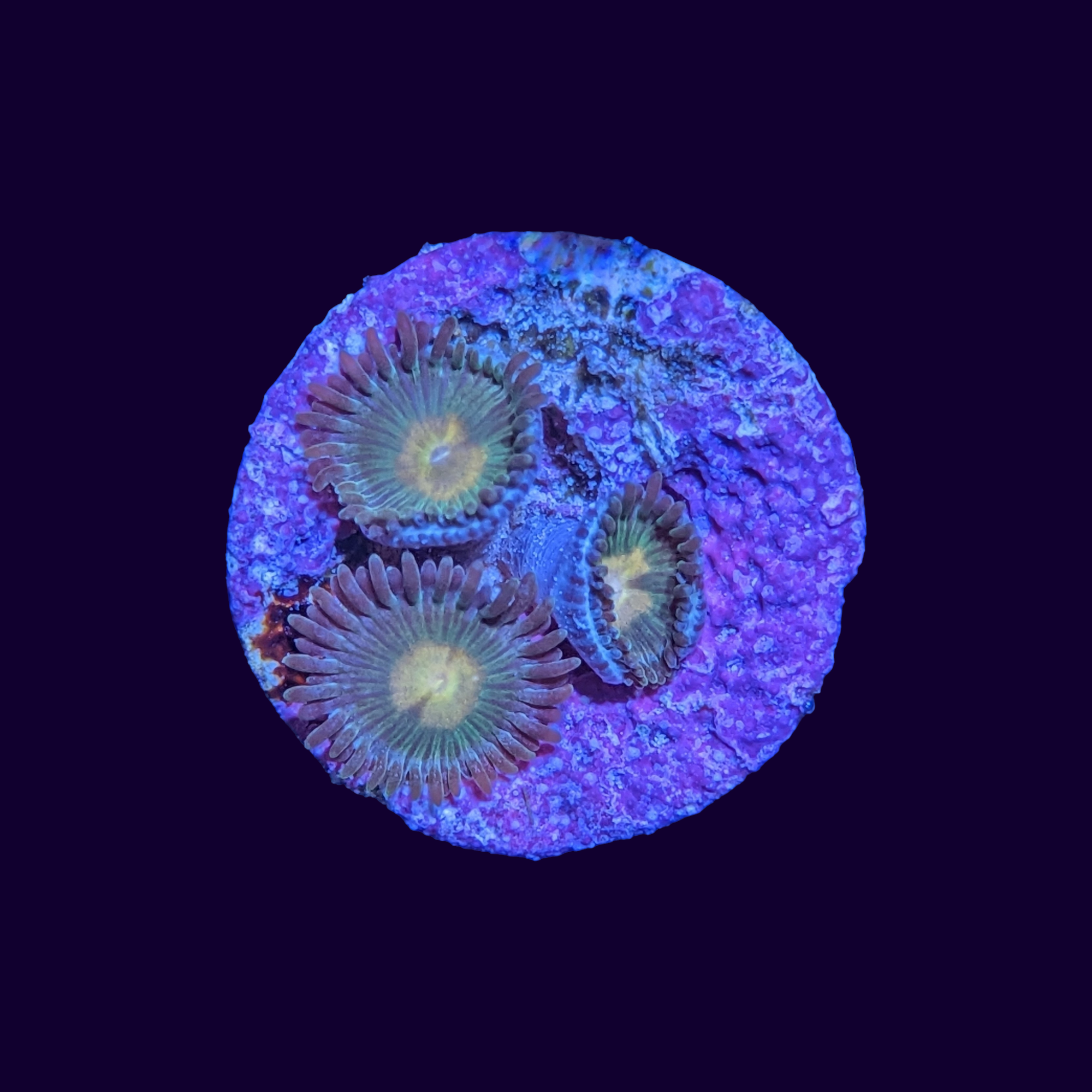 Zoa Frag