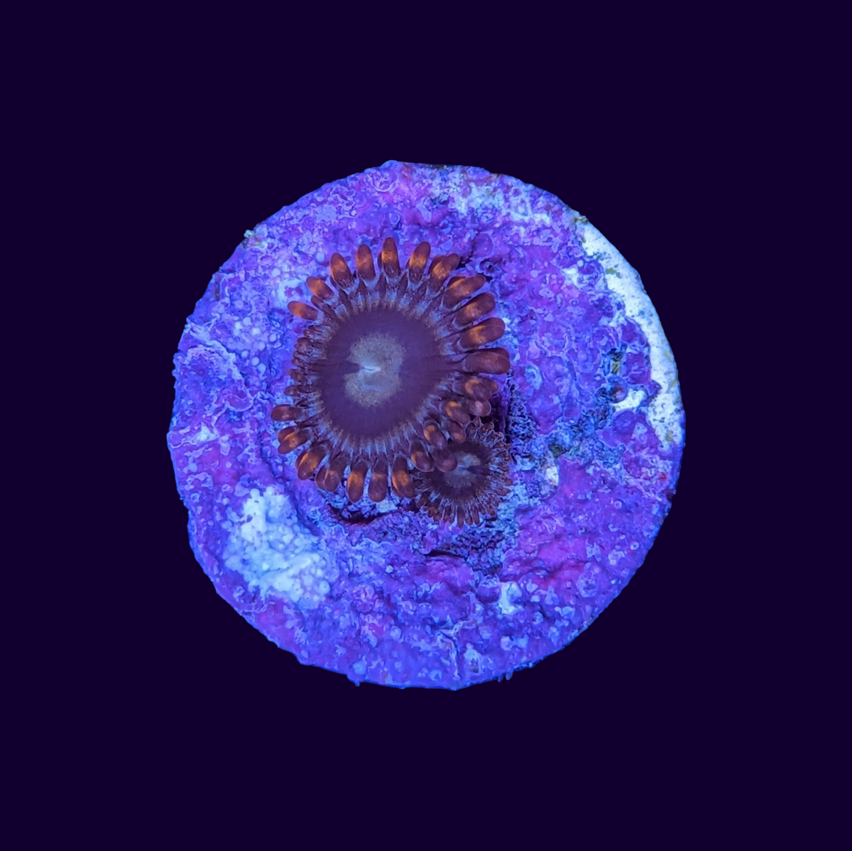 Zoa Frag