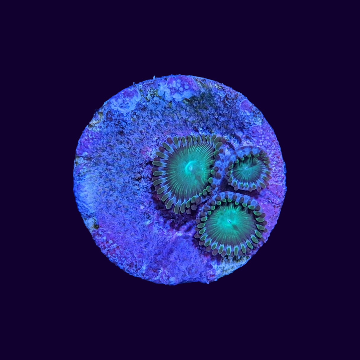 Green Zoa Frag