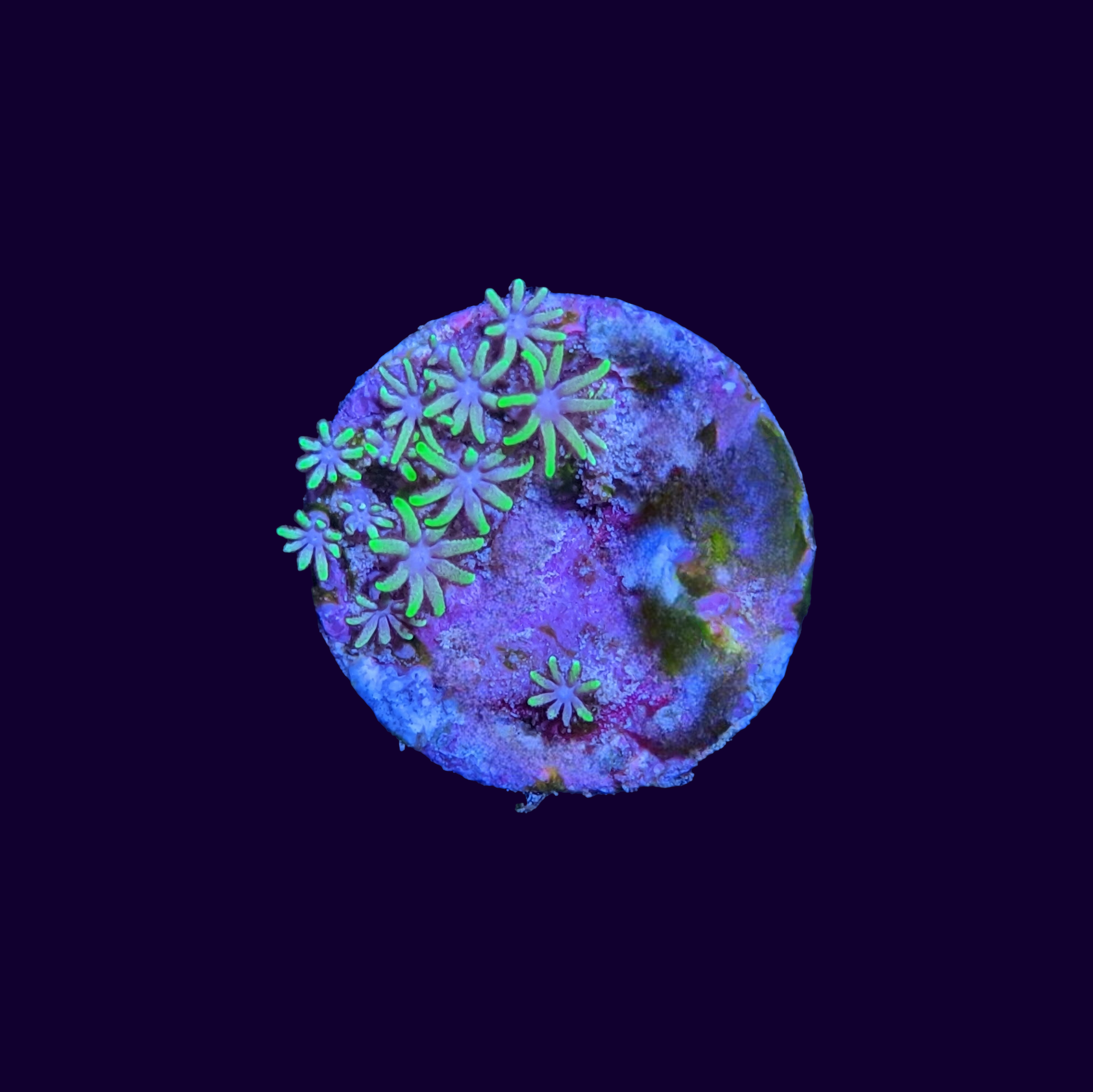 Mini Pachyclavularia violacea Star Polyp Frag