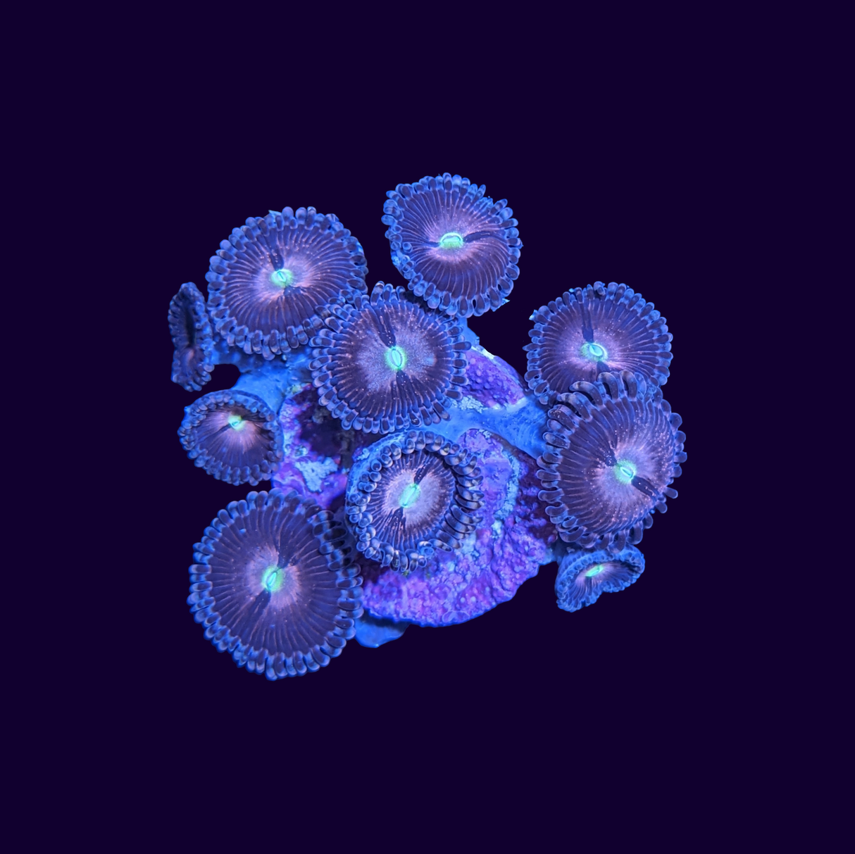 Purple Bee Zoa Frag 6 polyp (UK Grown)