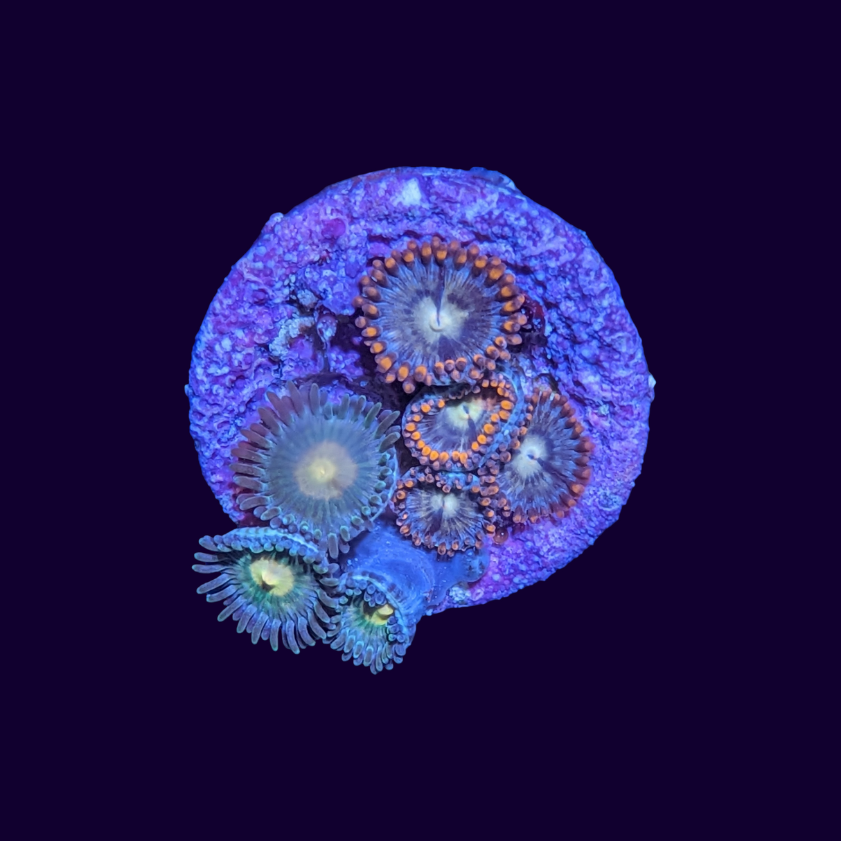 Fire and Ice Mixed Zoa Frag