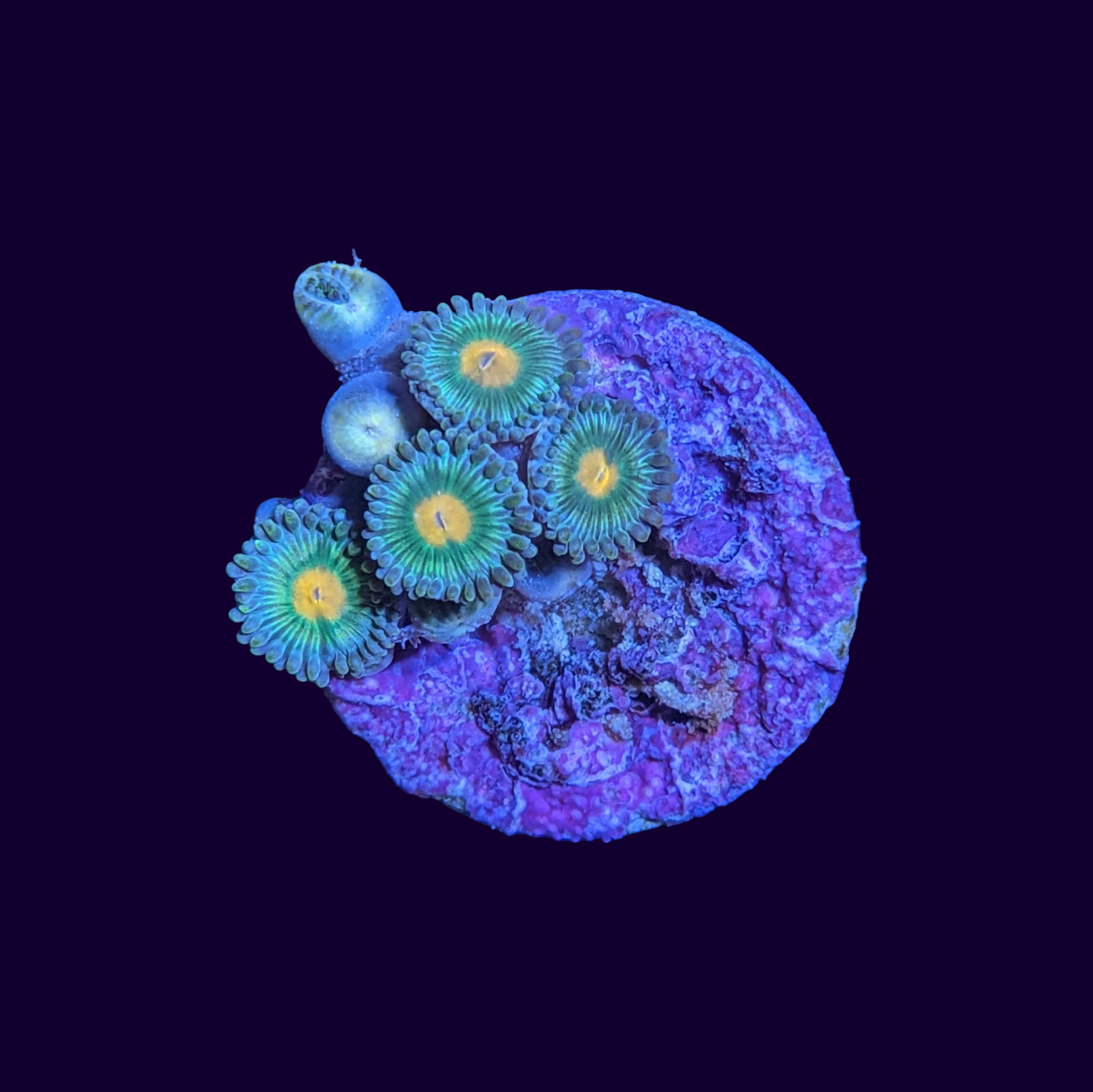 Zoa Frag