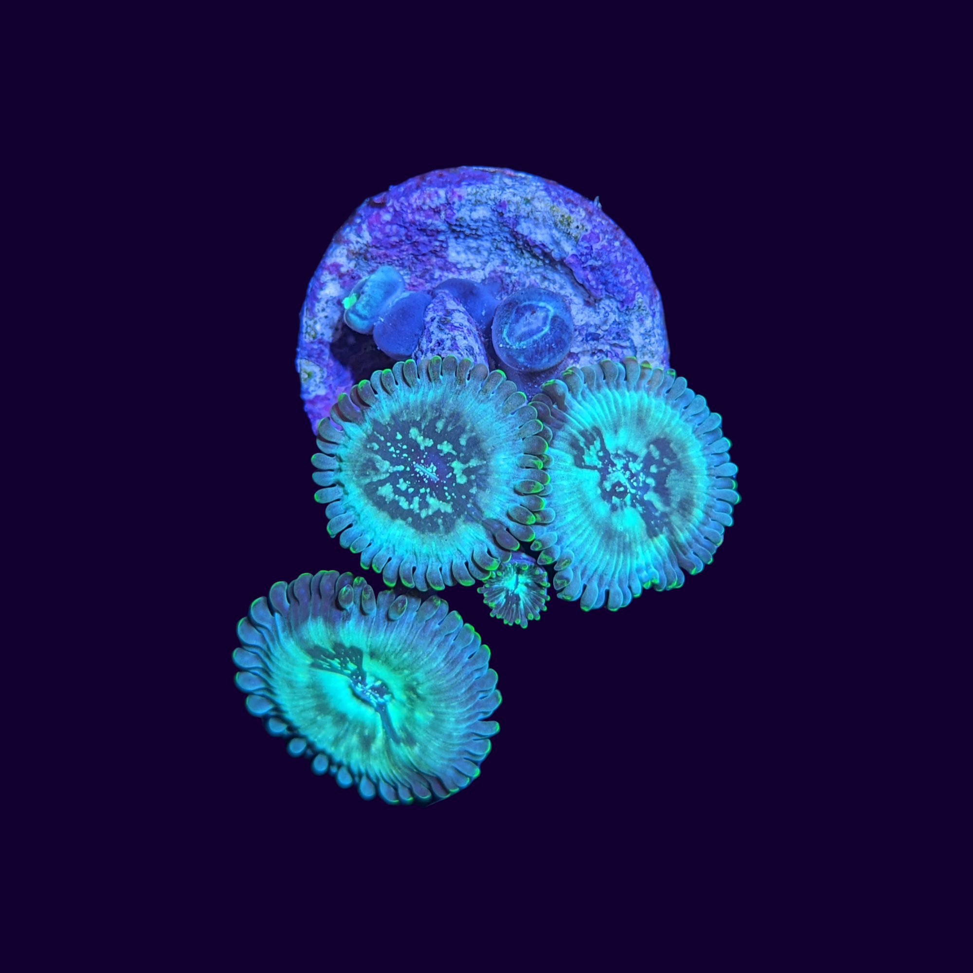 Hawaiian People Eater Zoa Frag