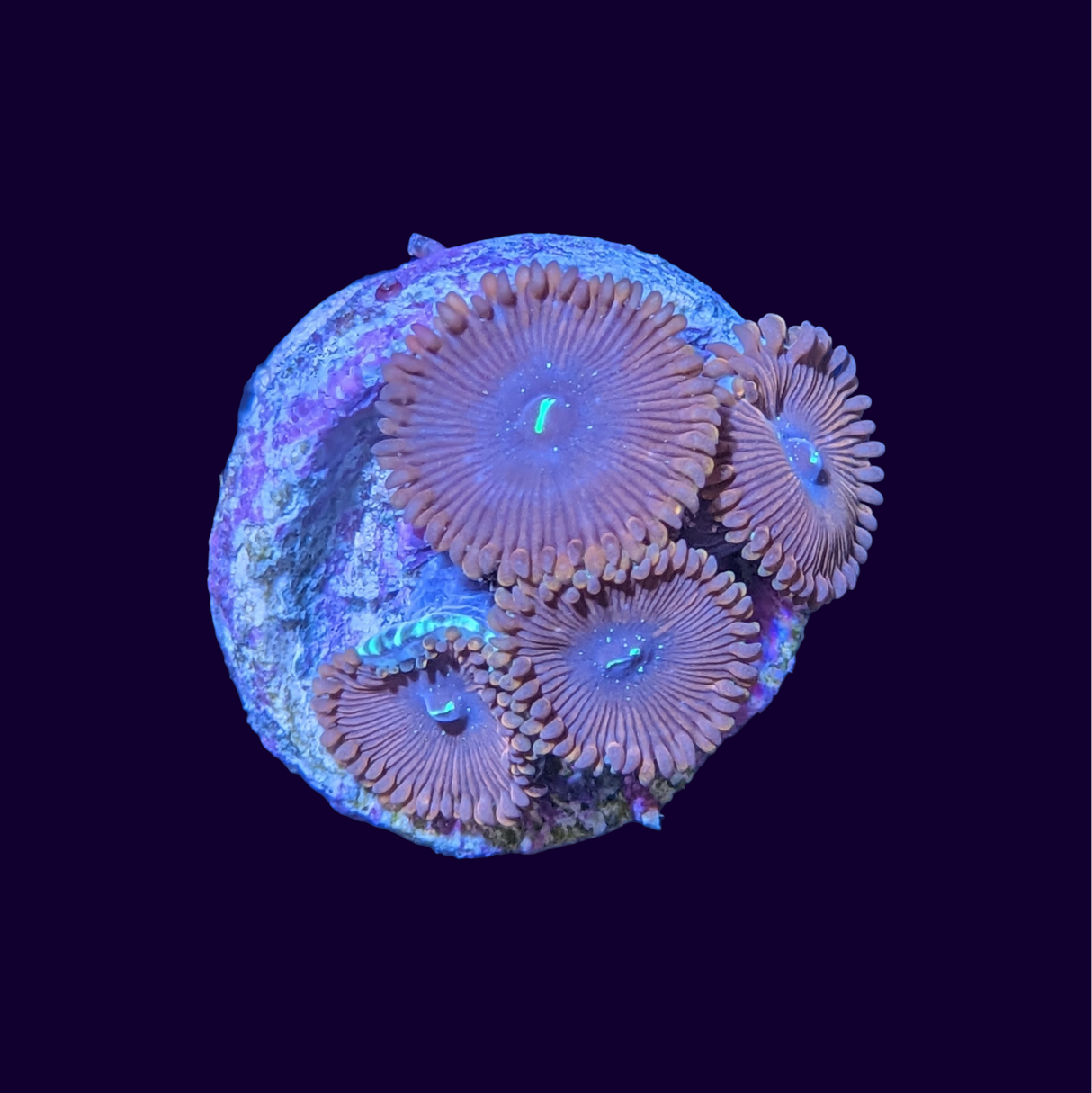 Red People Eater Zoa