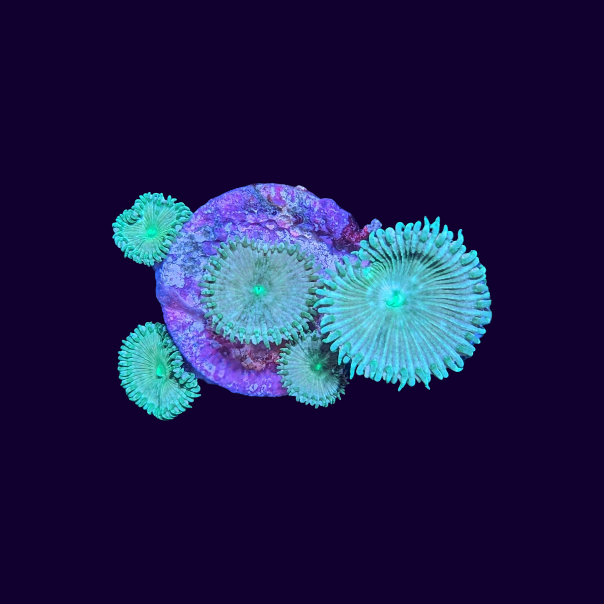 Green Paly Frag