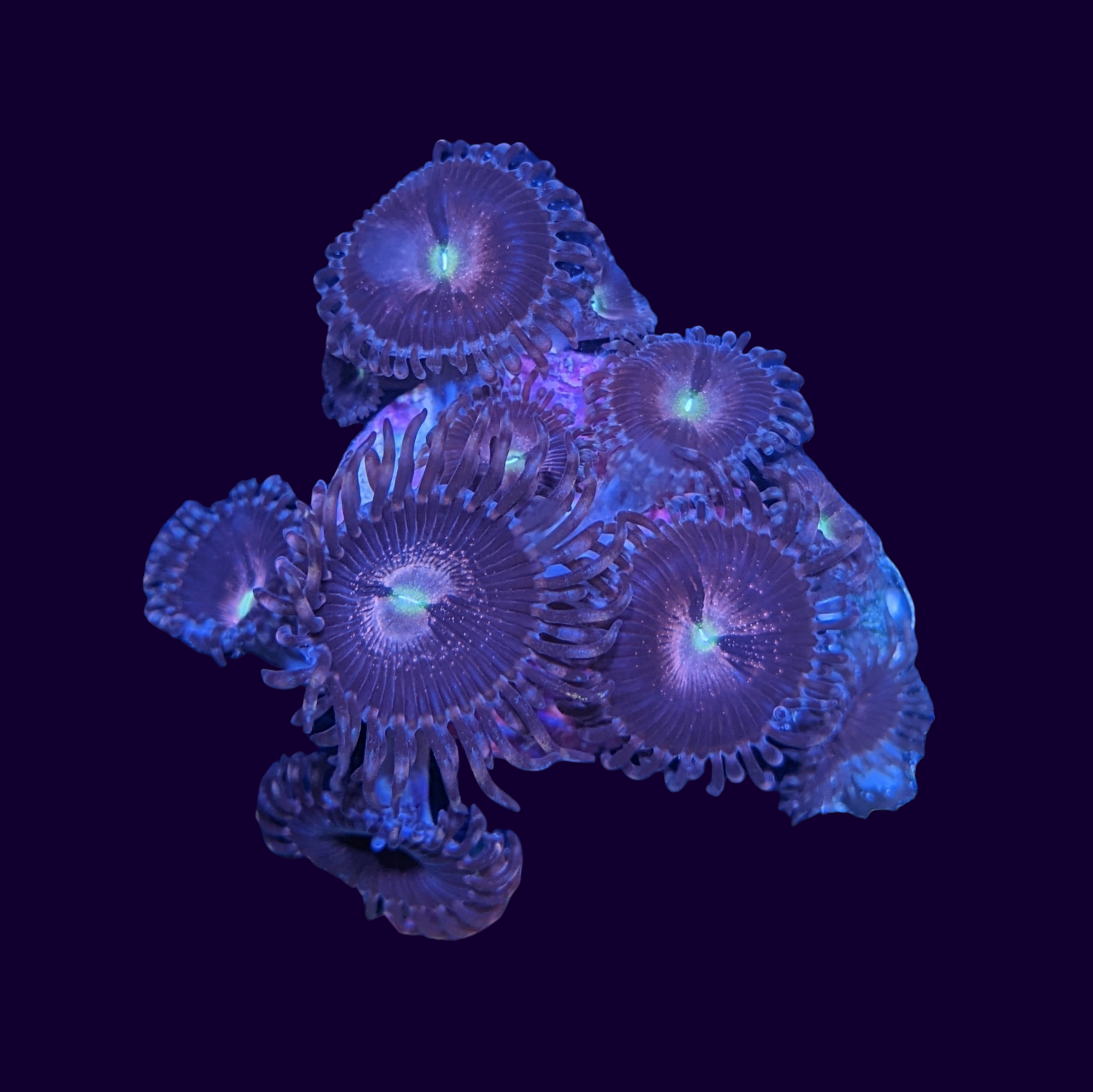 Purple Bee Zoa Frag