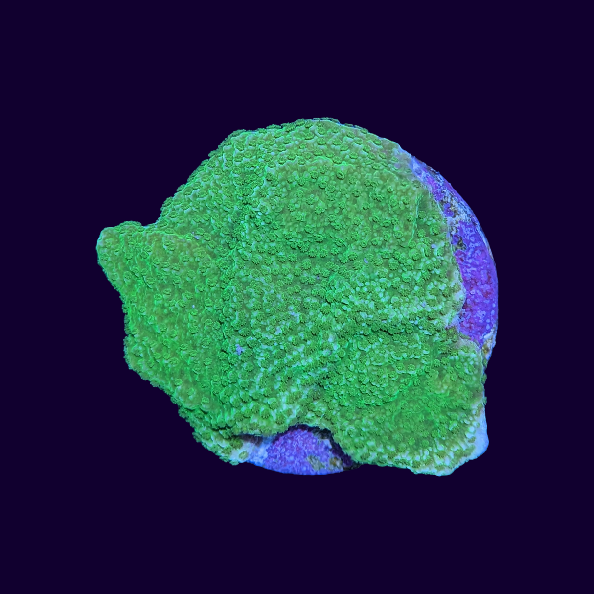 Green Montipora Cap large (UK Grown)