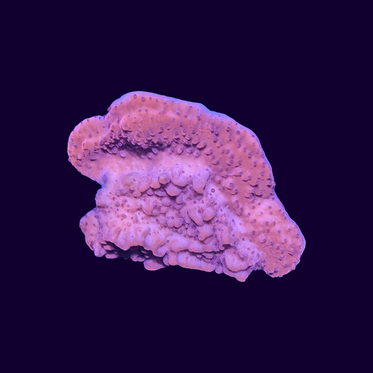 Red Montipora Cap (UK Grown)