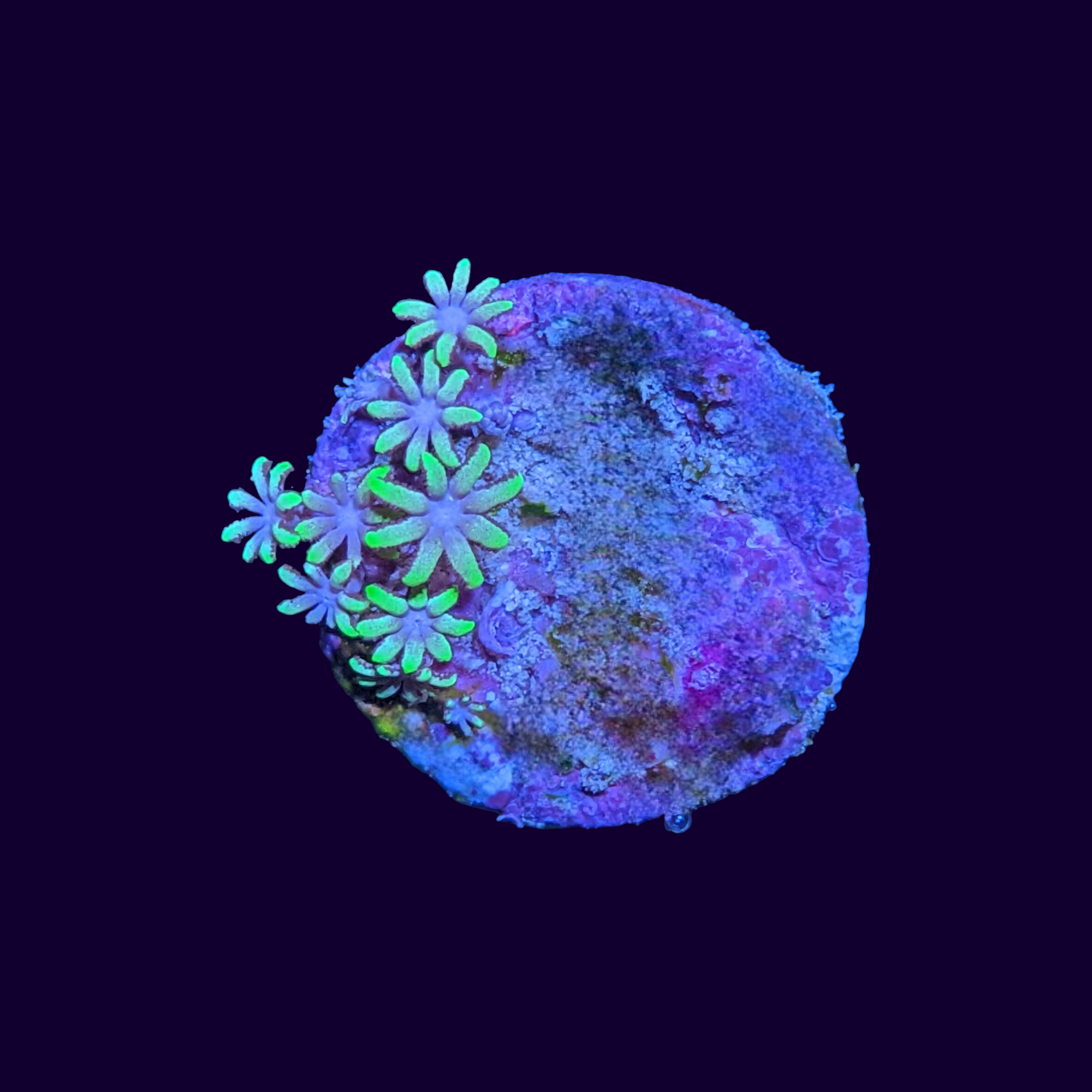 Green Star Polyp Frag