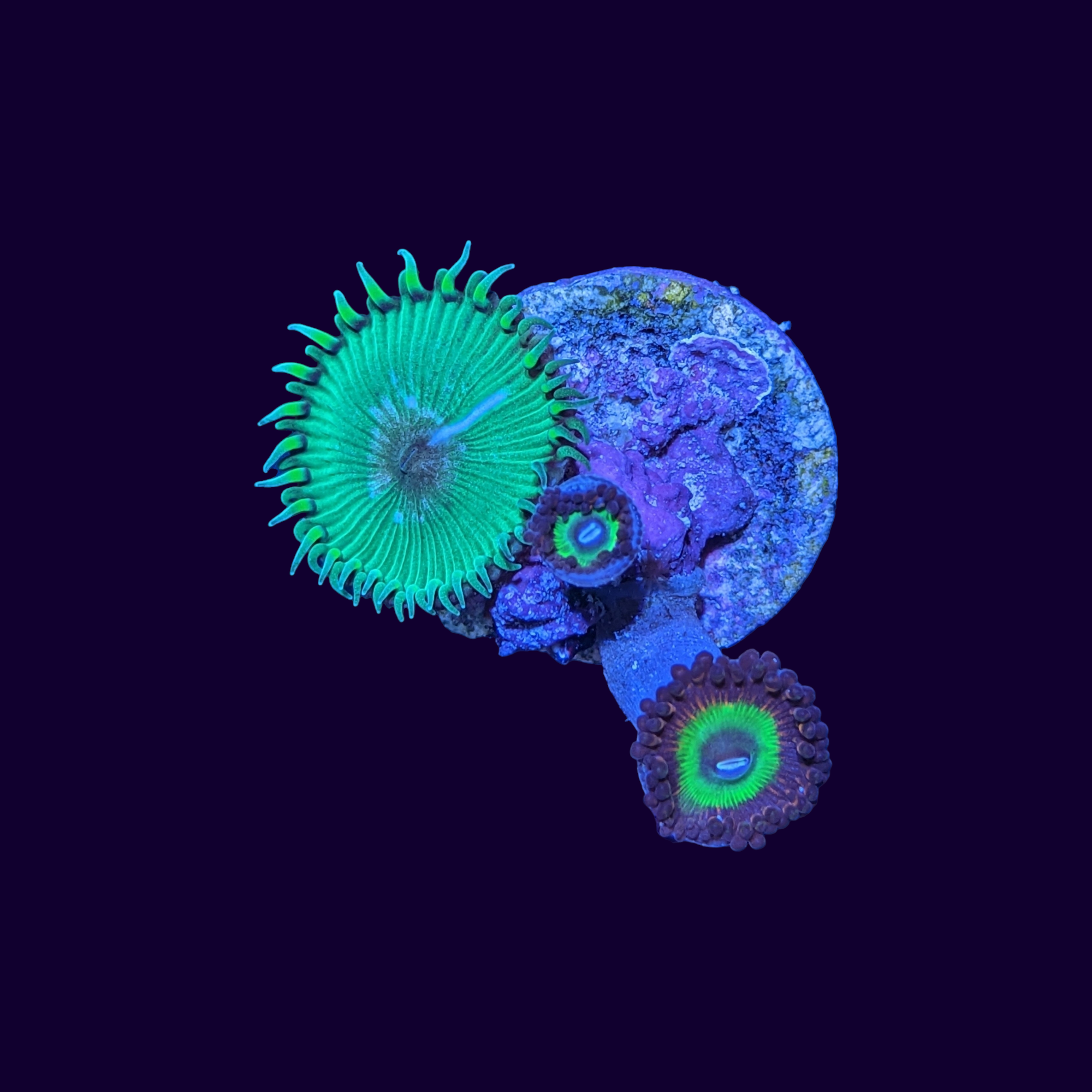 Green Paly and Candy Apple Mix Zoa Frag