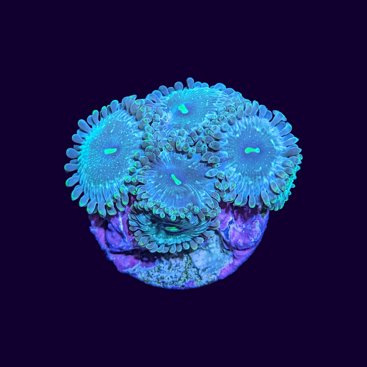 Hawaiian People Eater Zoa Frag