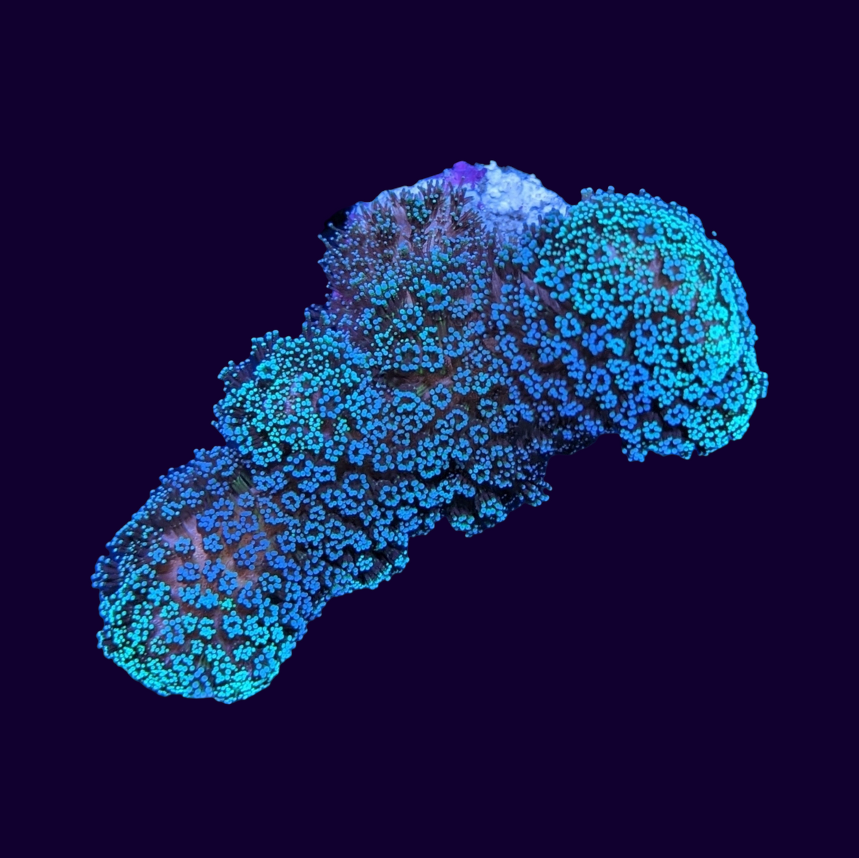 Turquoise Stylophora (UK Grown)