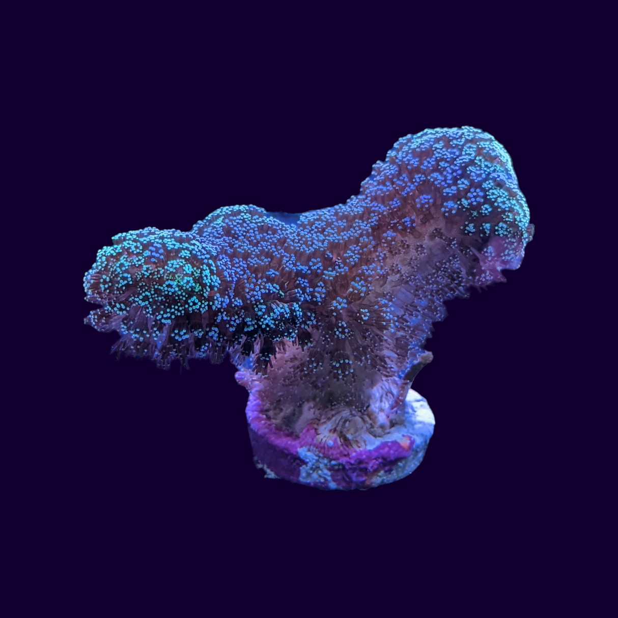 Turquoise Stylophora (UK Grown)