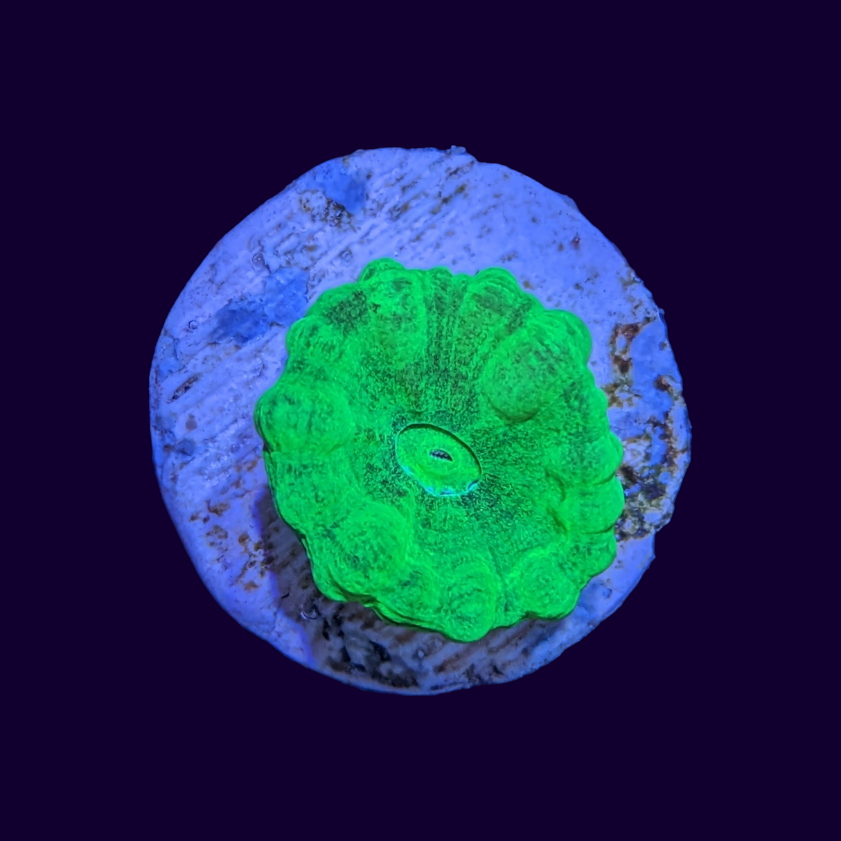 Neon Green Candy Cane