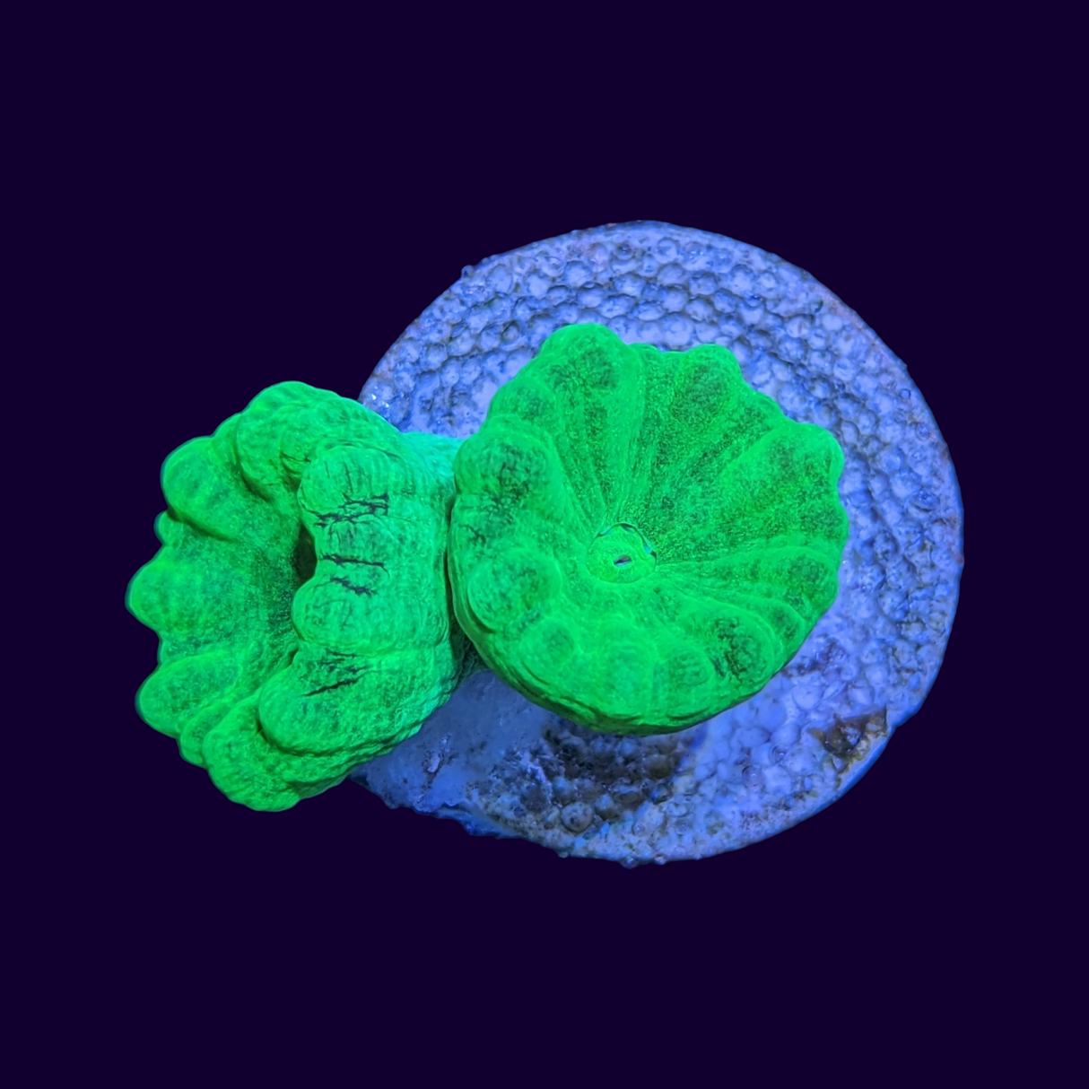 2 Head Neon Green Candy Cane