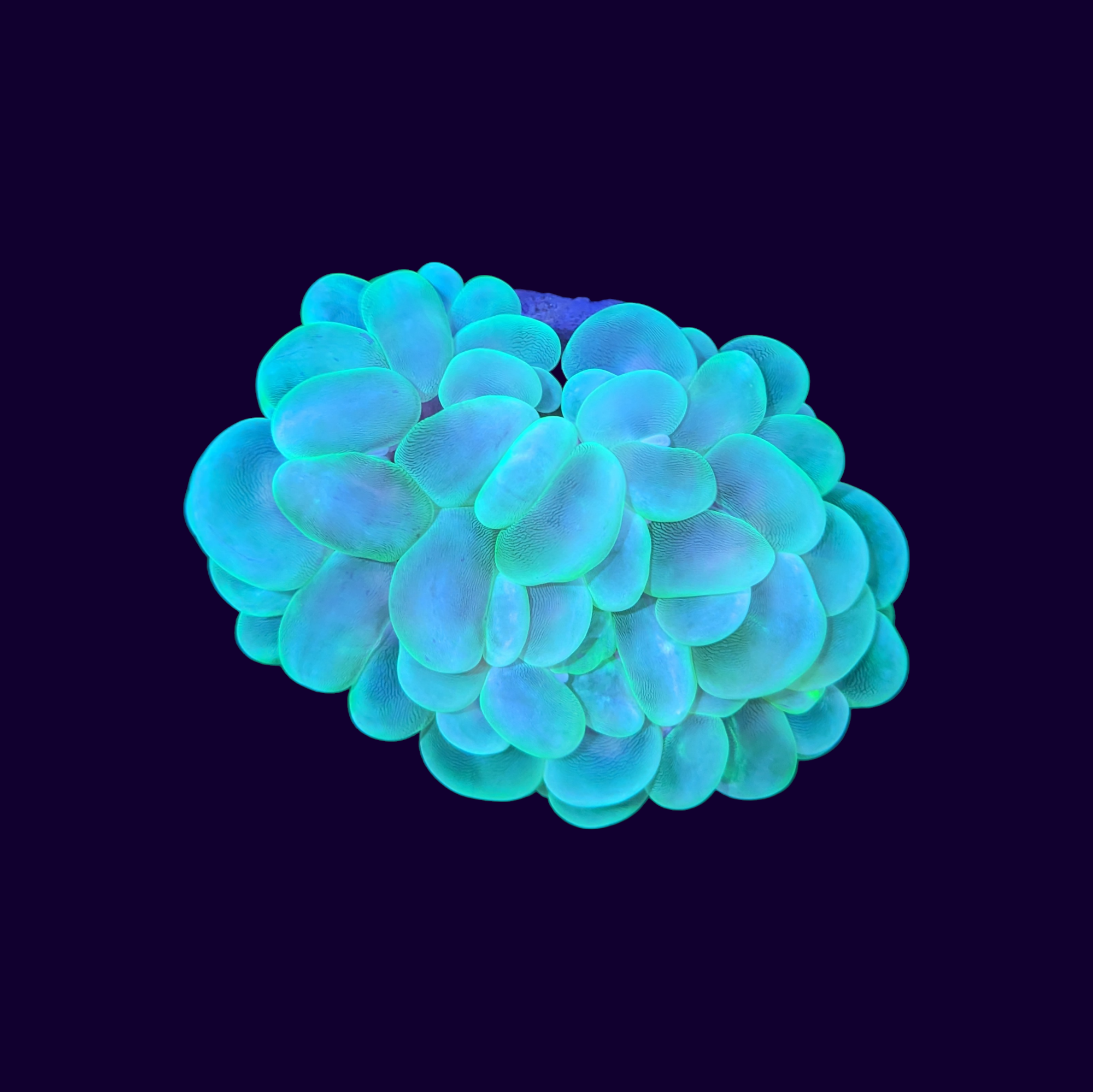 Bubble Coral (Collection Only)