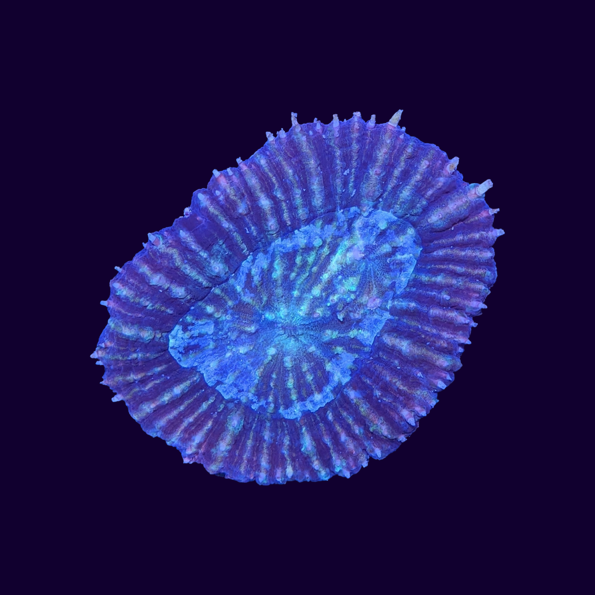 Lobophyllia (Collection Only)