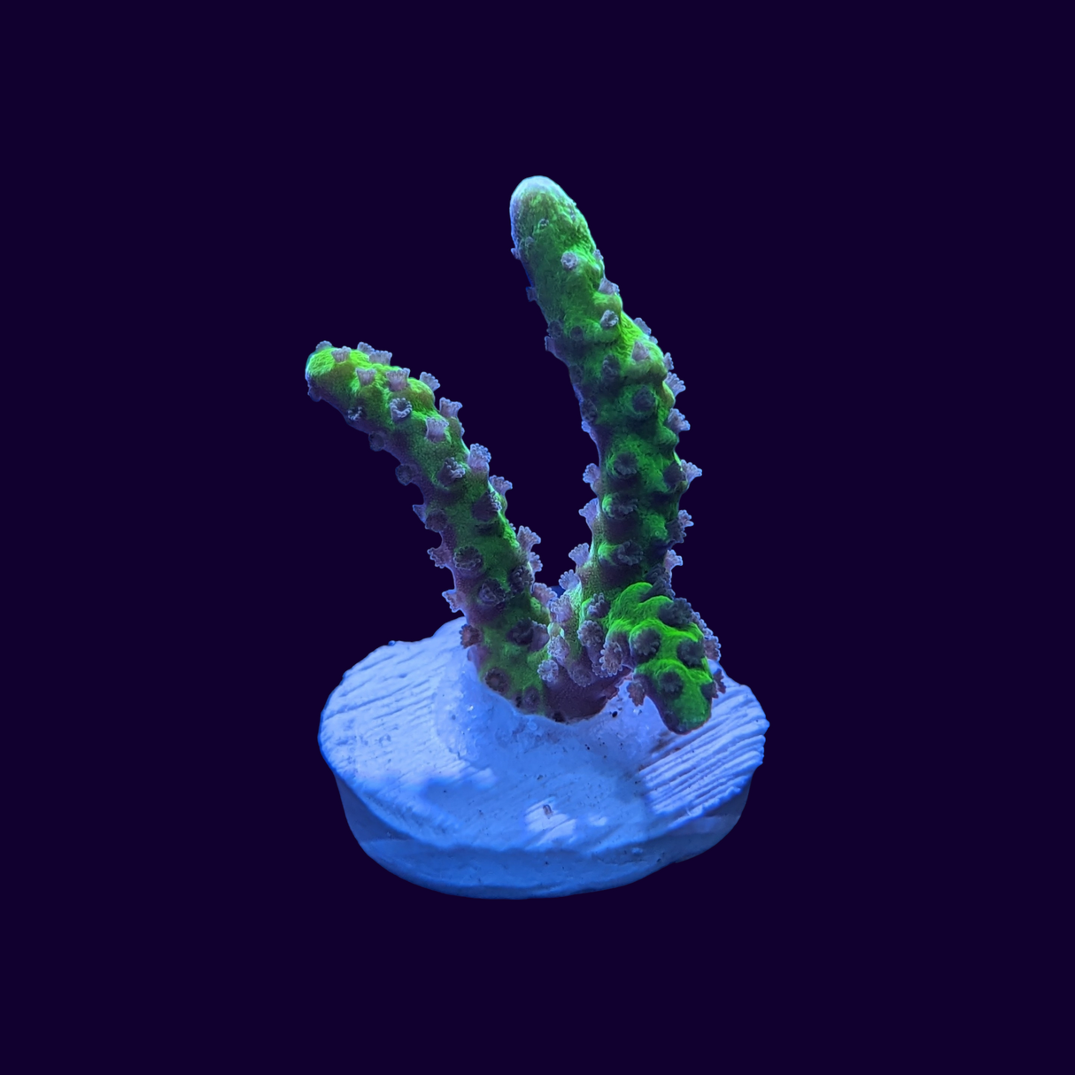Green Anacropora Frag