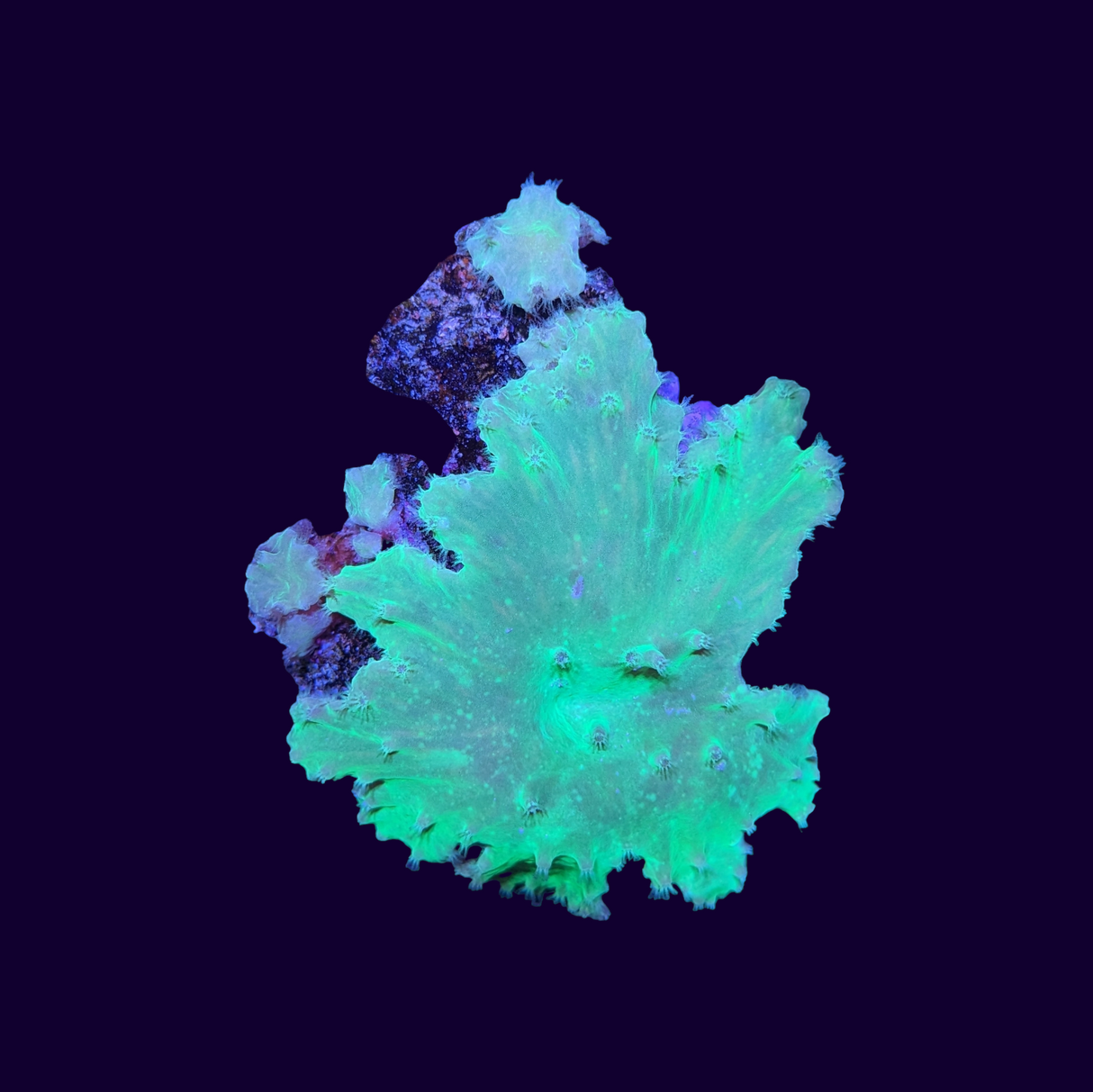 Green Cabbage Leather Coral