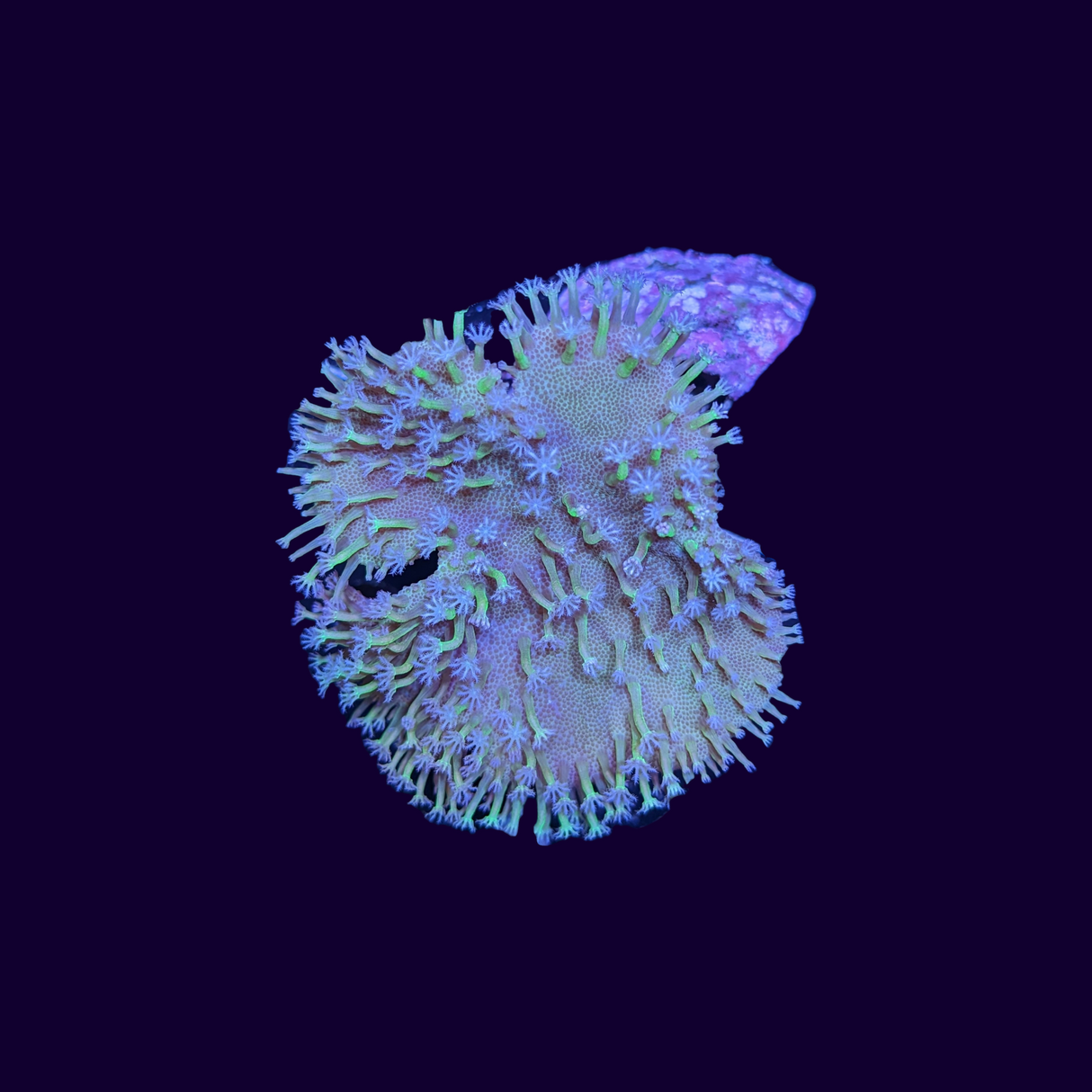 White Polyp Green Toadstool