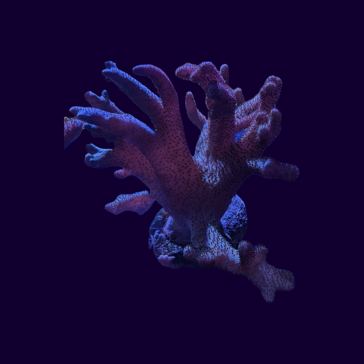 Finger Leather Coral