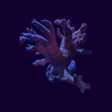 Finger Leather Coral