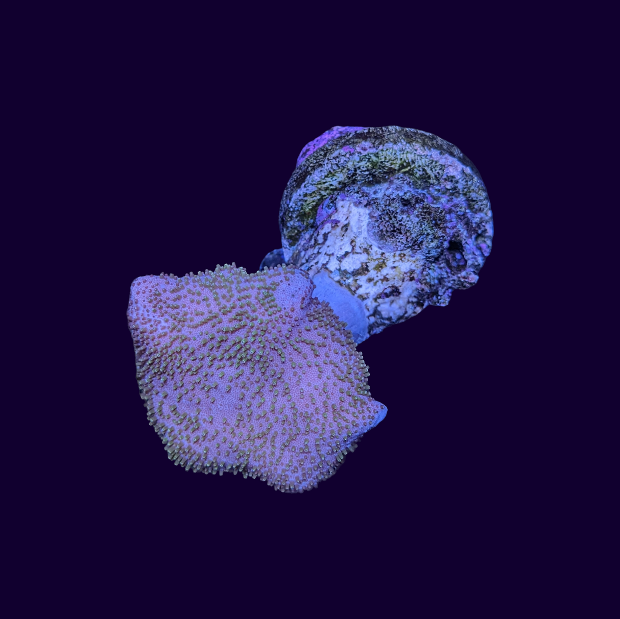 Green Polyp Green Toadstool