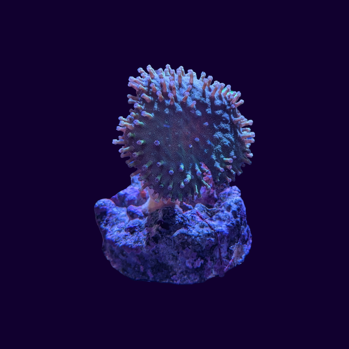 Toadstool Frag