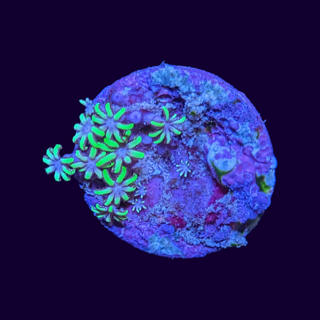 Neon Green Daisy Star Polyp Frag