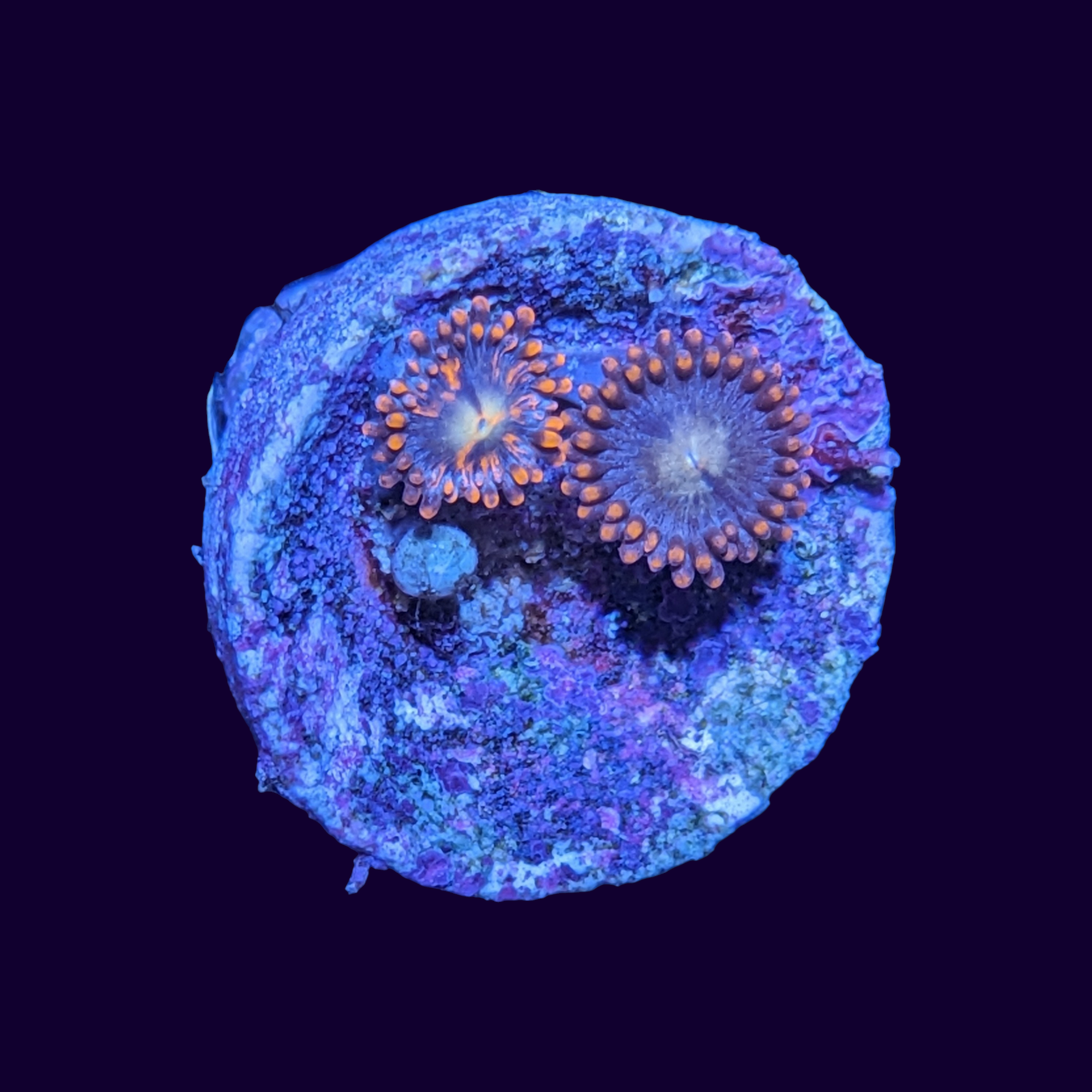 Zoa Frag