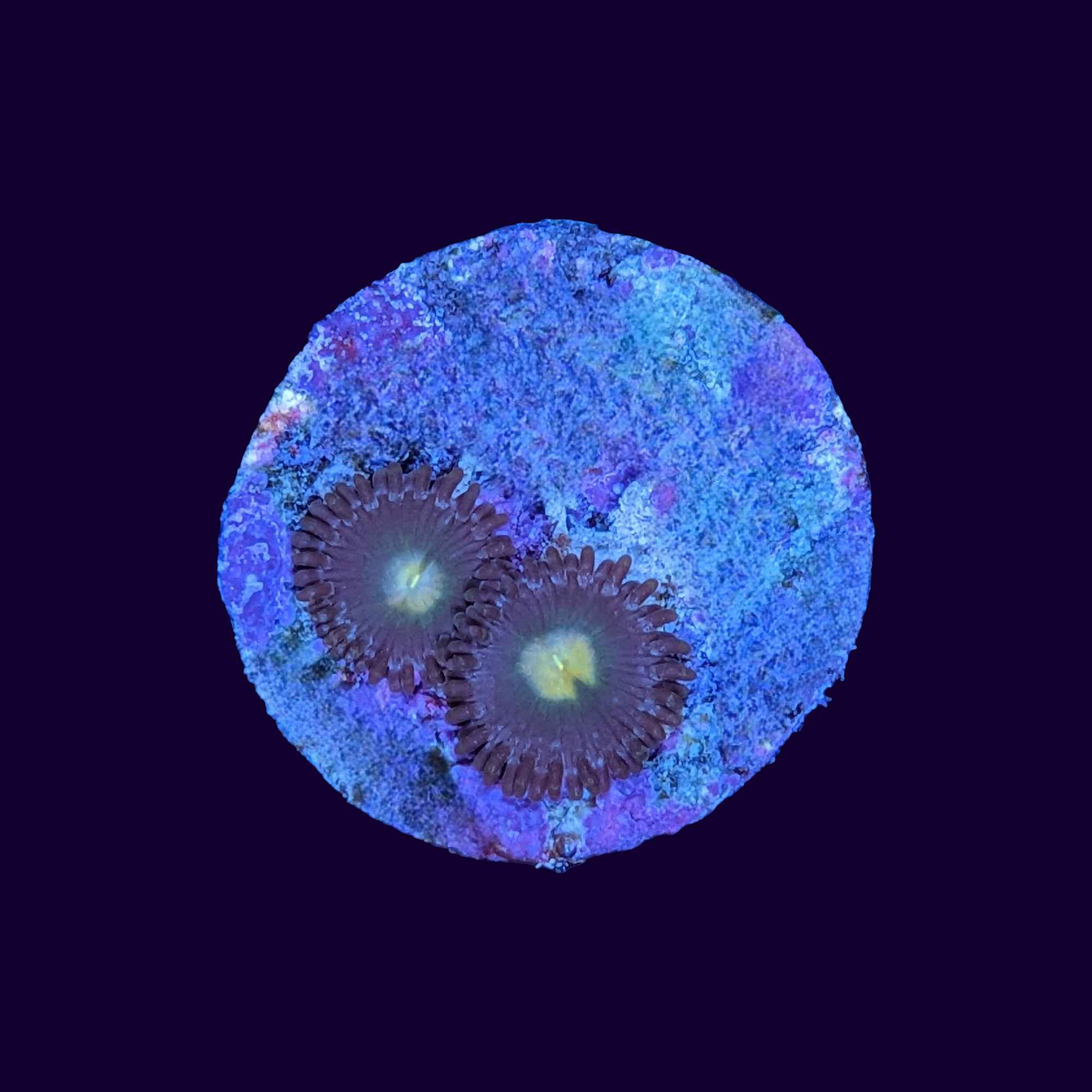 Zoa Frag