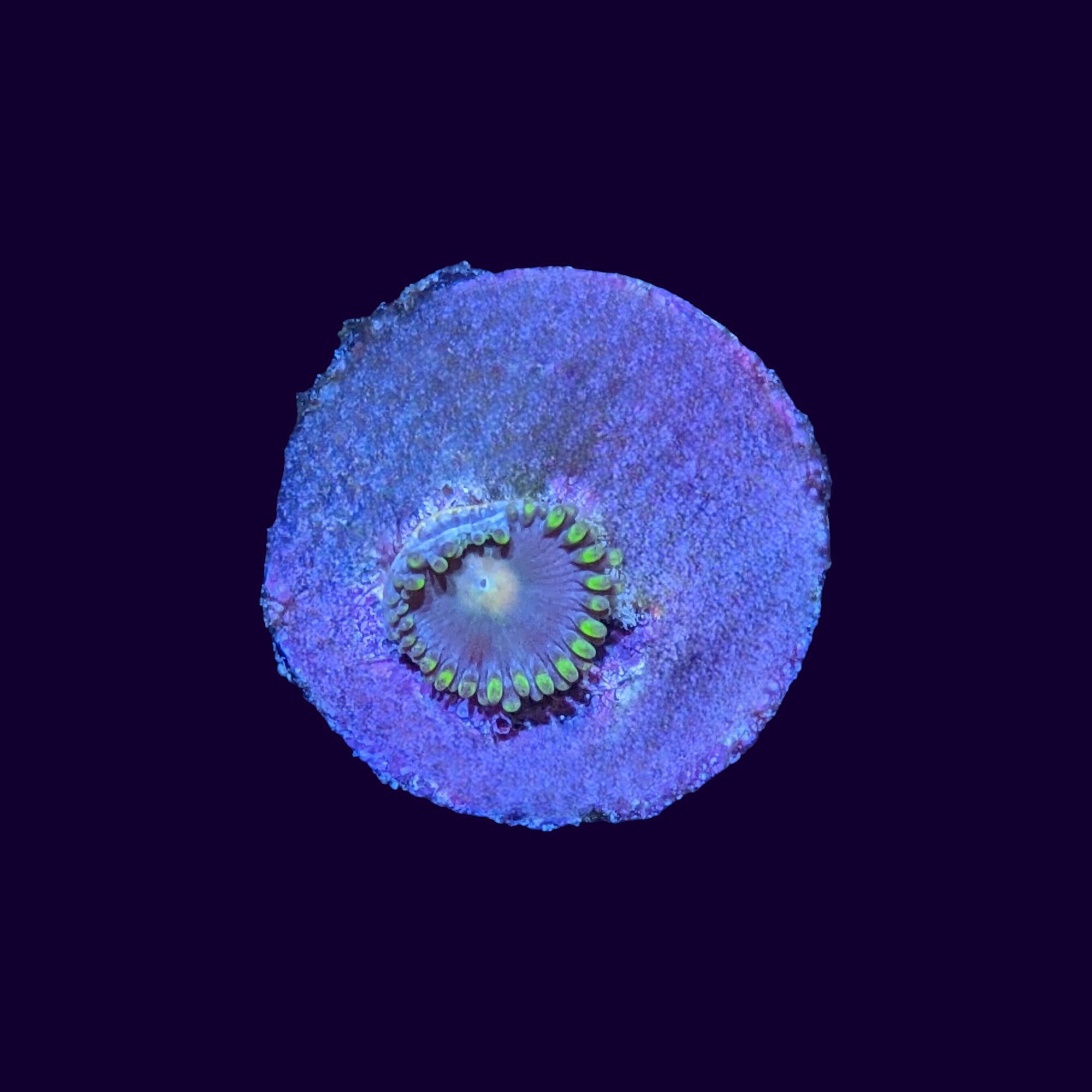 Zoa Frag