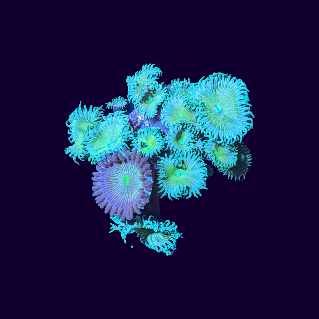 Green Paly and Ice Gaint Zoa Mix Frag