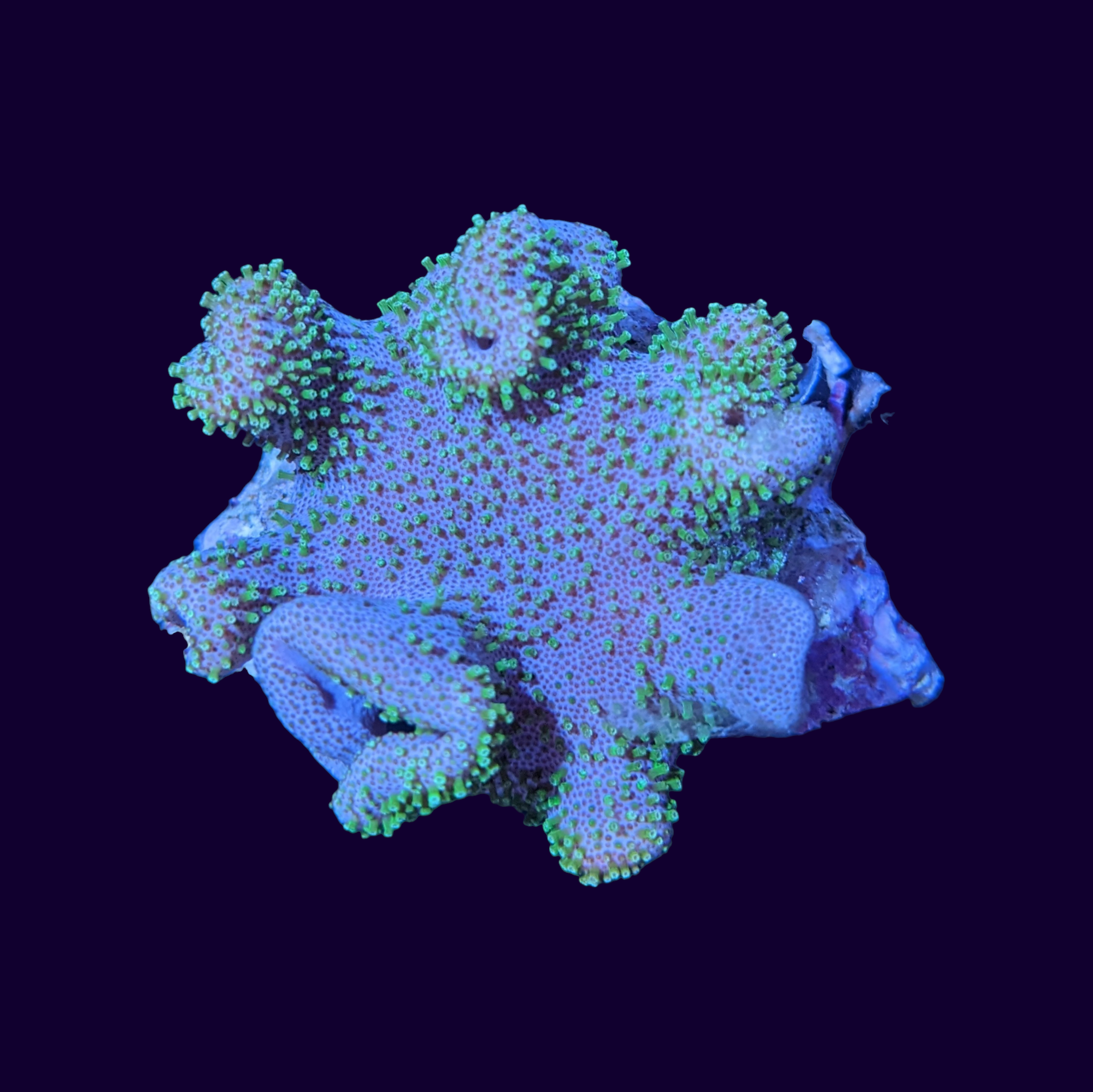 Green Polyp Lobophytum