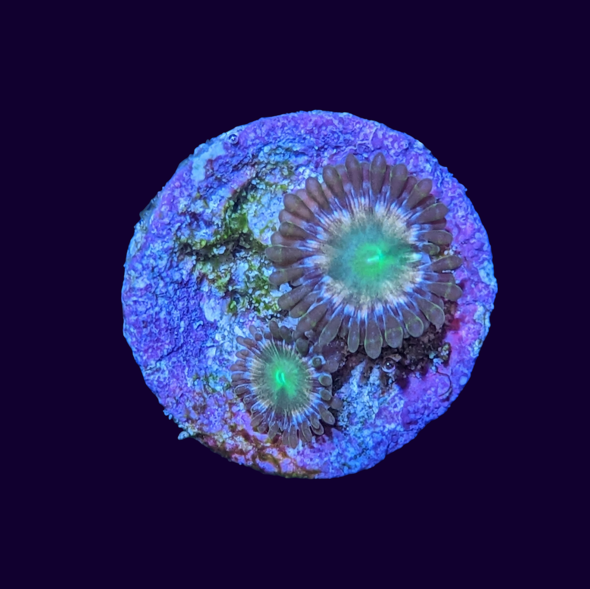 Hawaiian Punch Zoa Frag