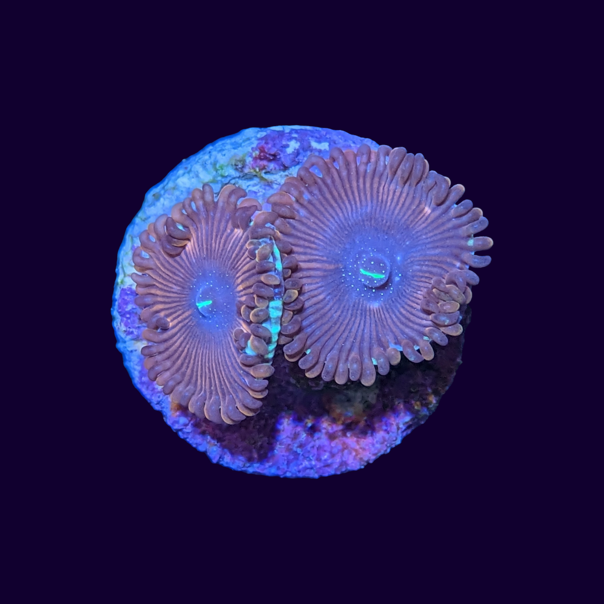 Red People Eater Zoa Frag