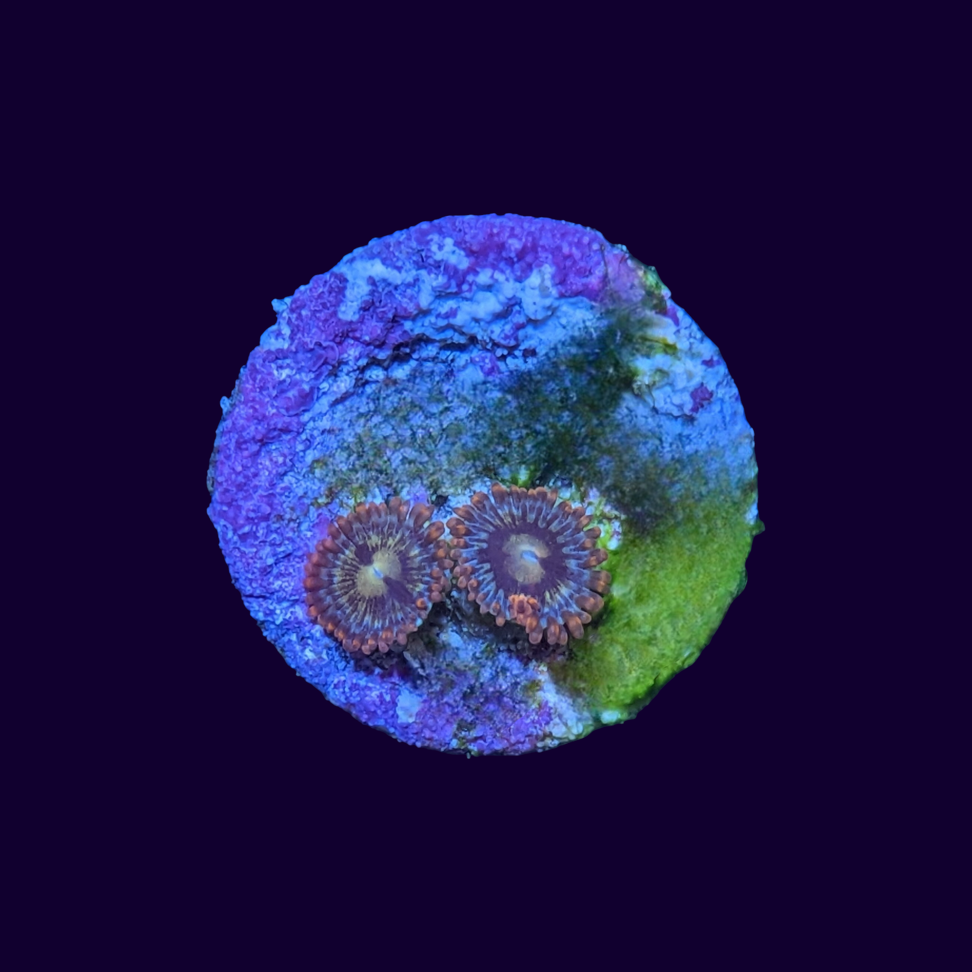 Zoa Frag