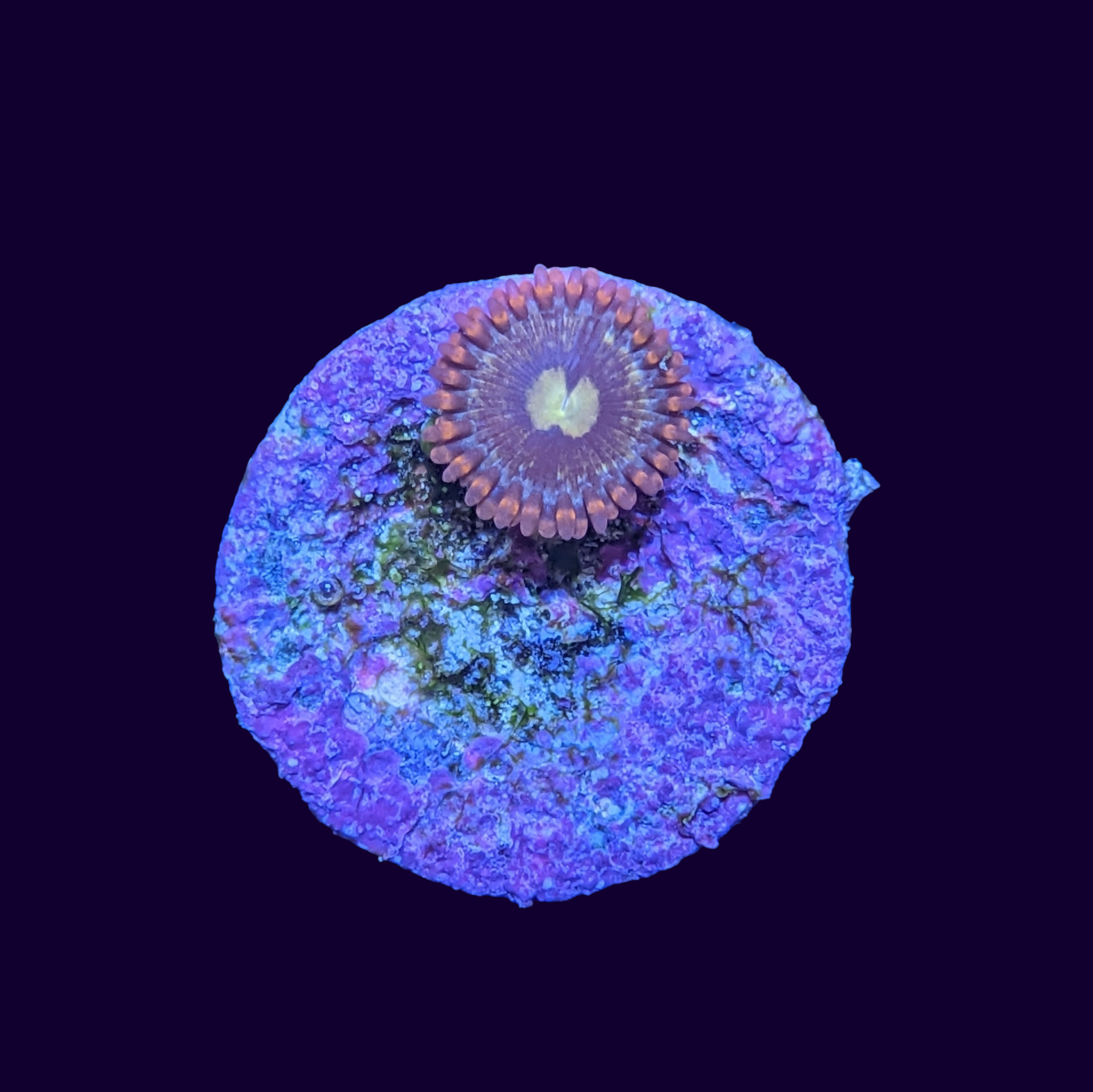 Zoa Frag