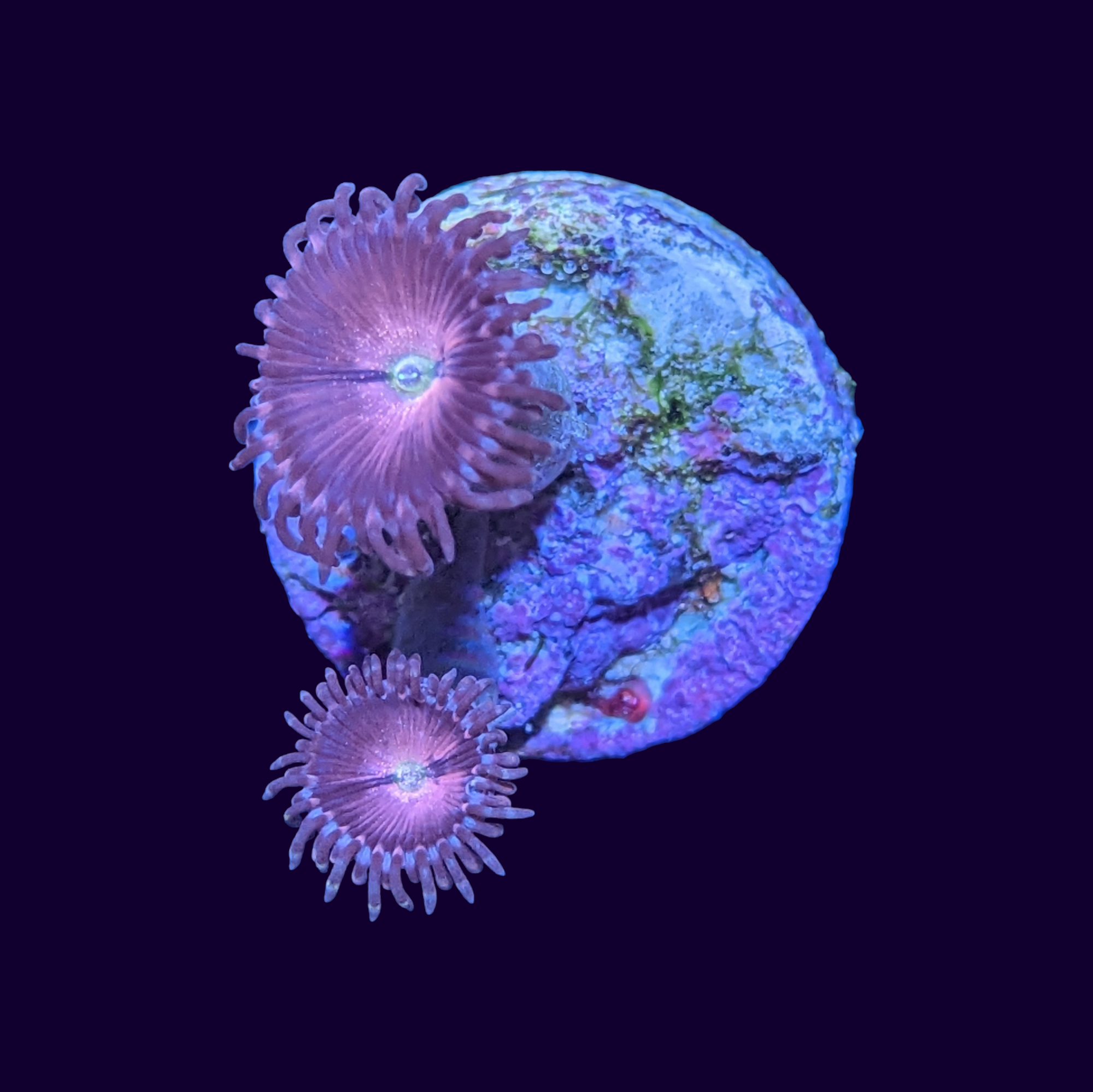 Purple Bee Zoa Frag