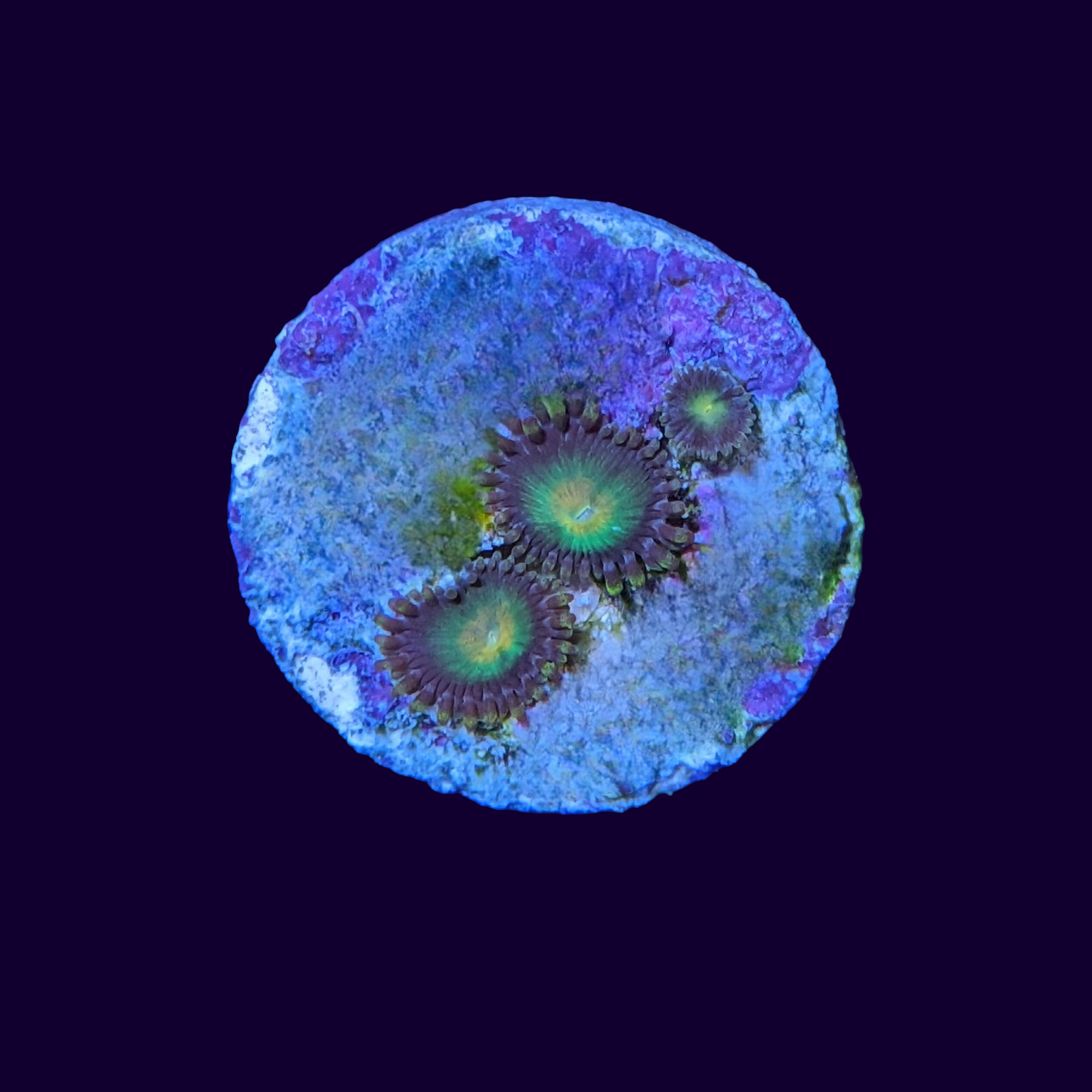 Zoa Frag