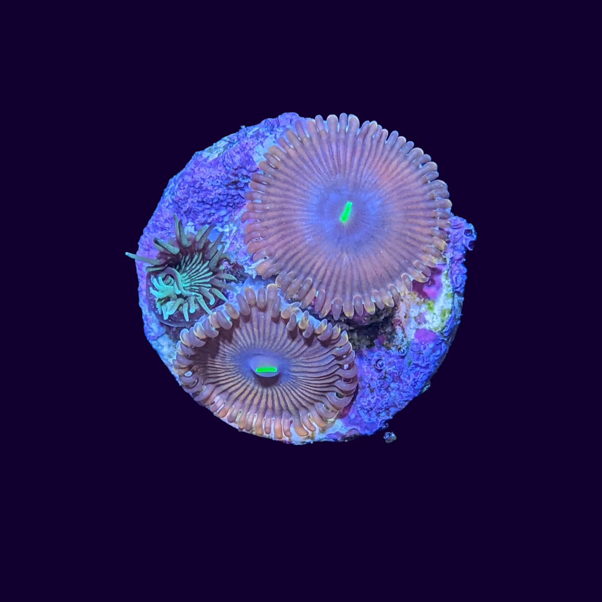 Red People Eater and Paly Mix Zoa Frag