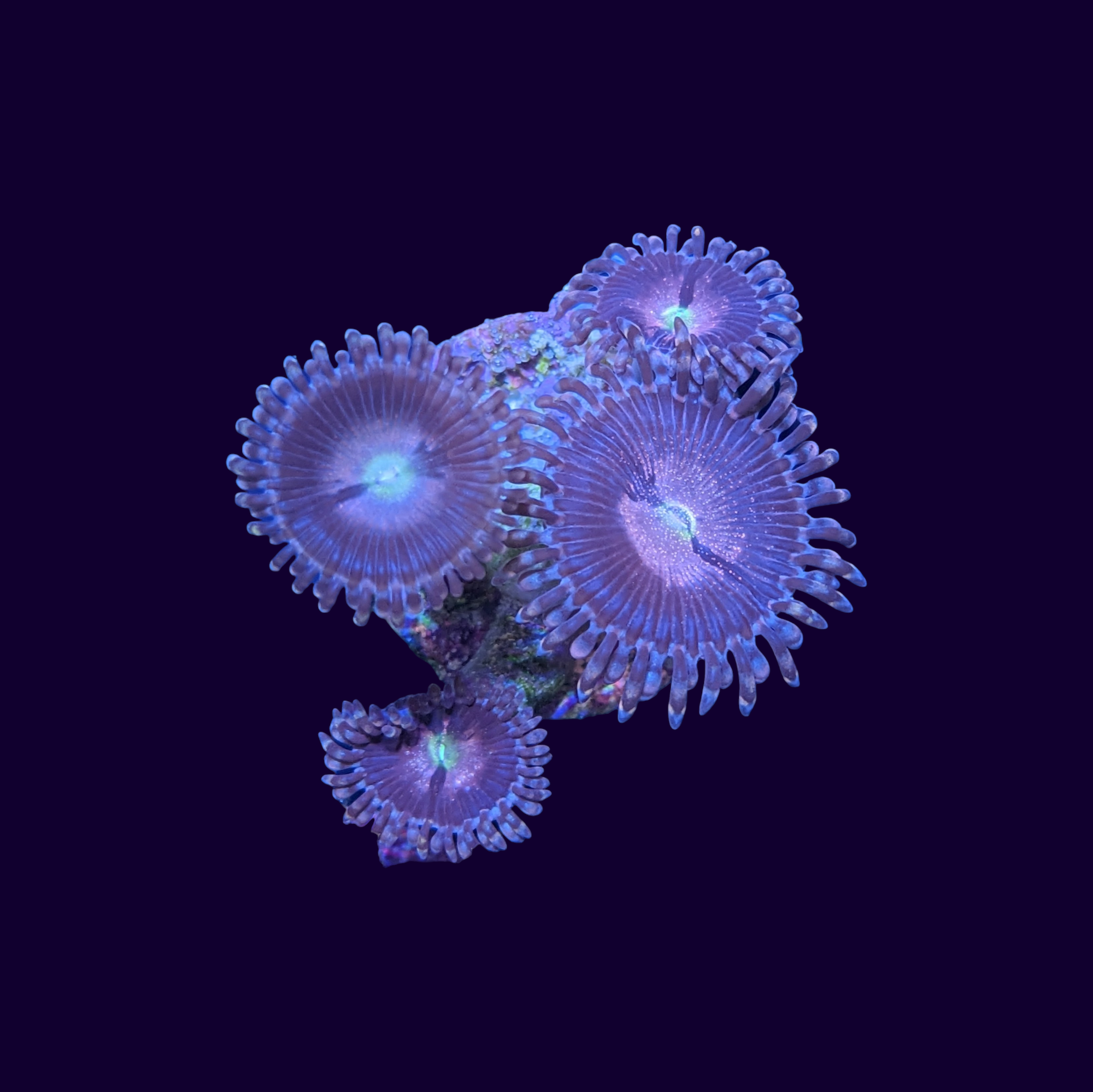 Purple Bee Zoa Frag