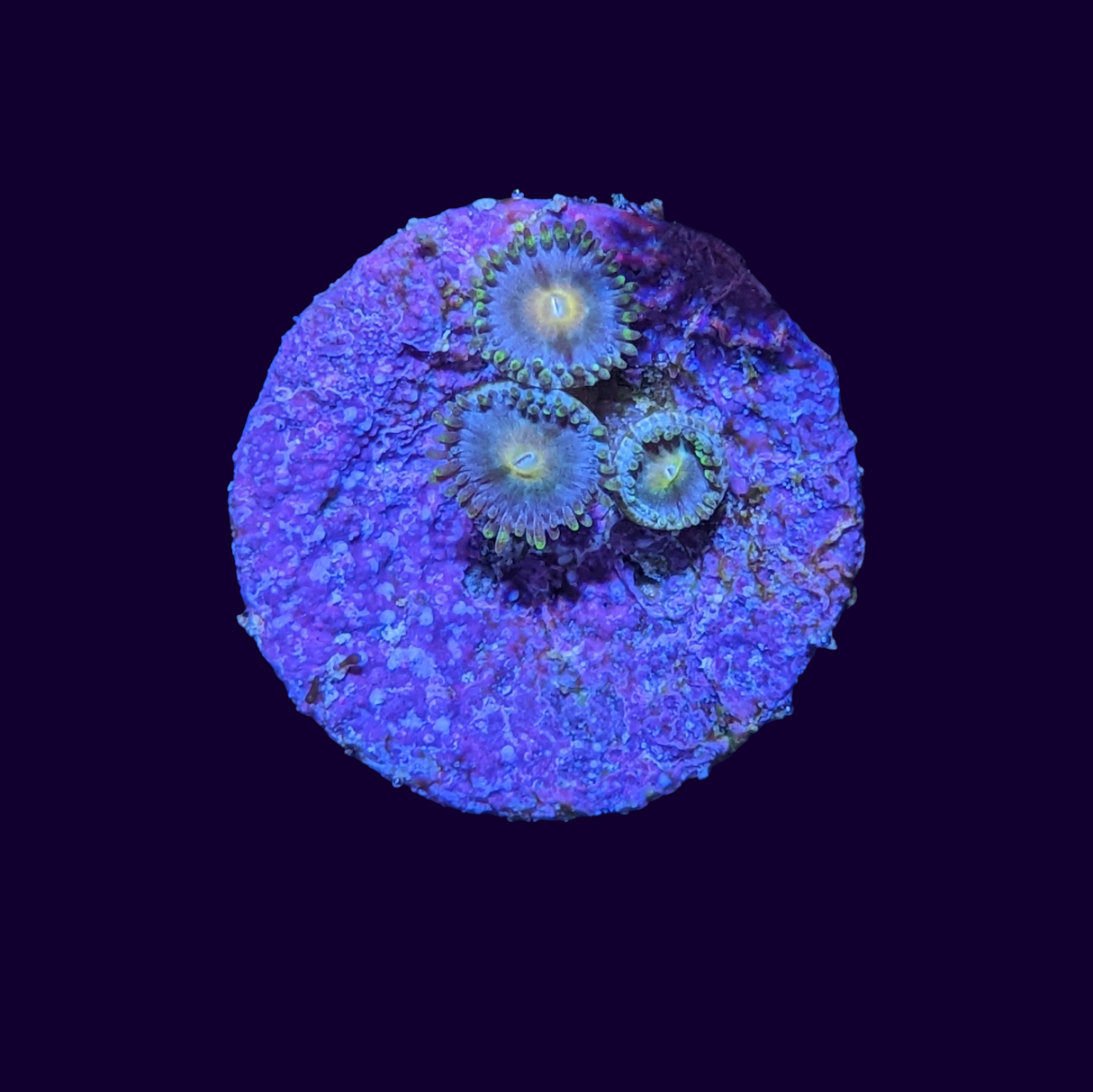 Zoa Frag