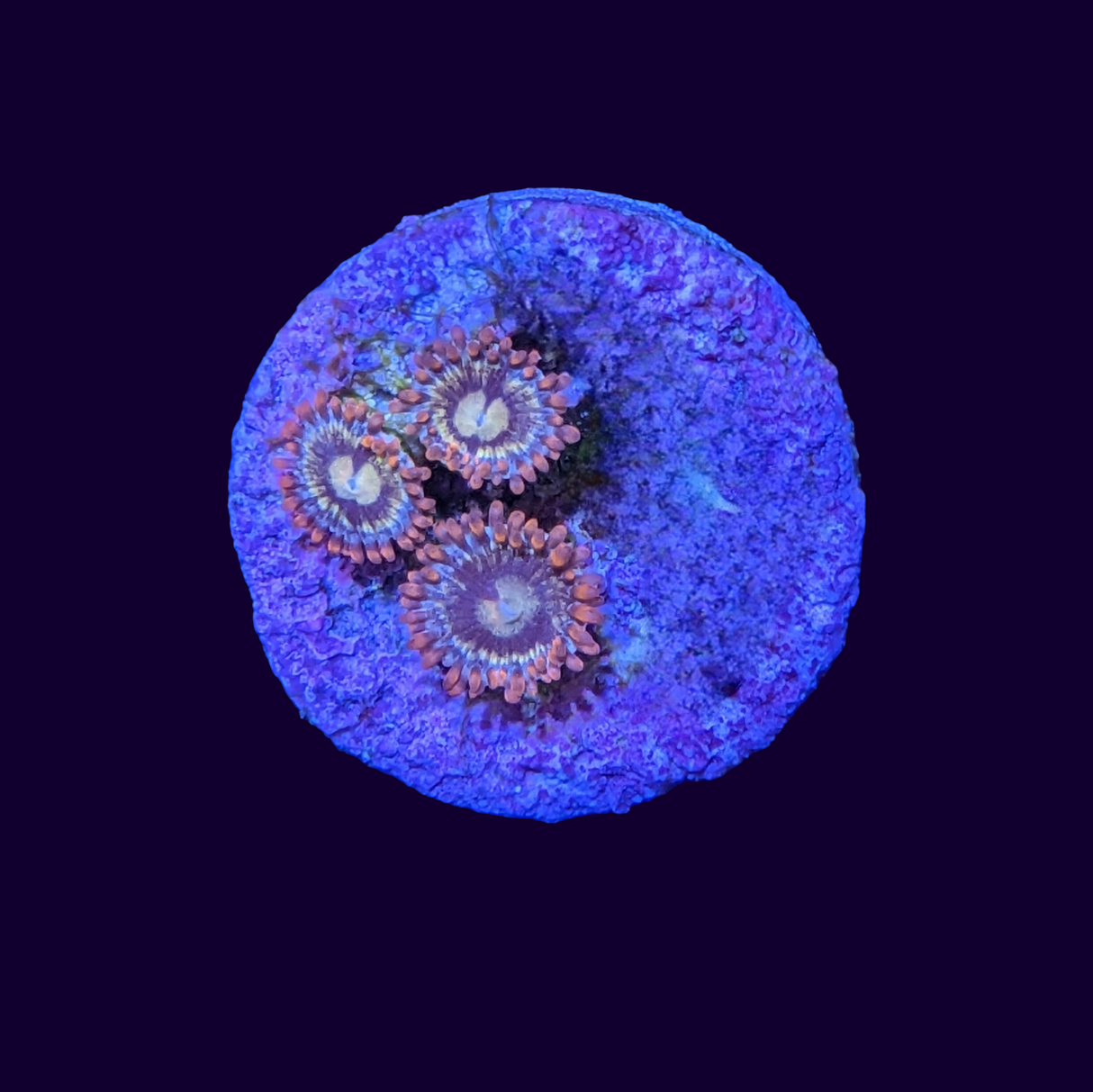 Zoa Frag