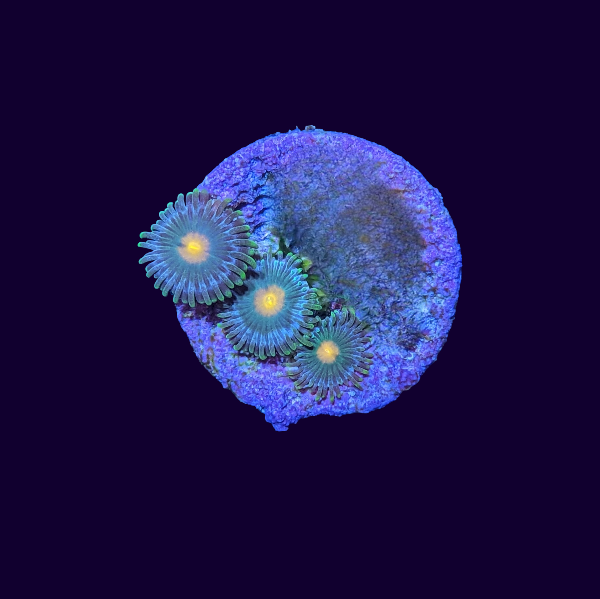 Zoa Frag