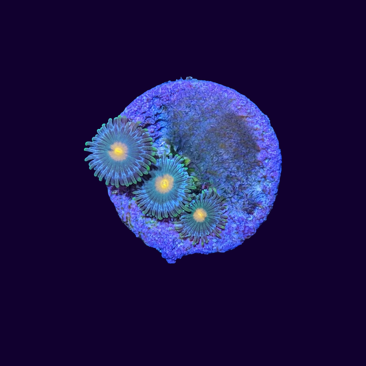 Zoa Frag