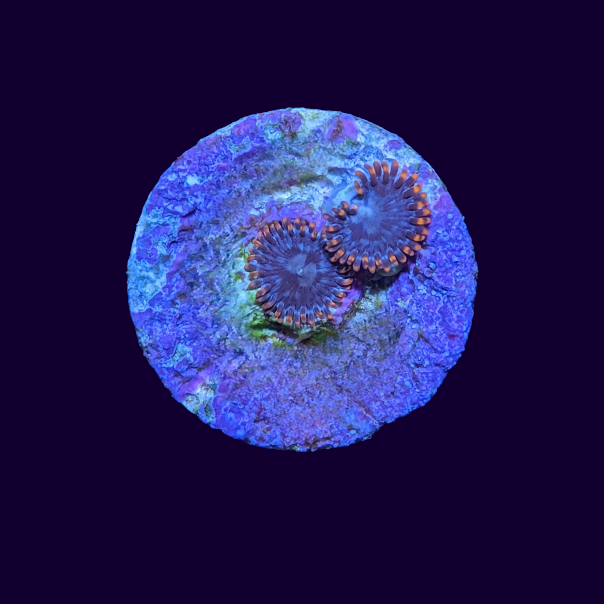 Zoa Frag