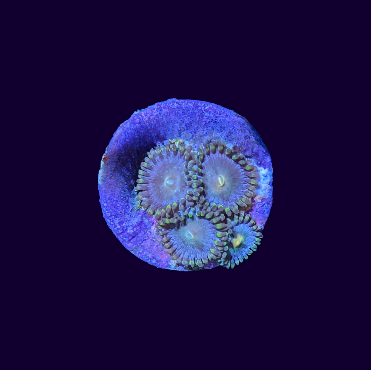 Zoa Frag